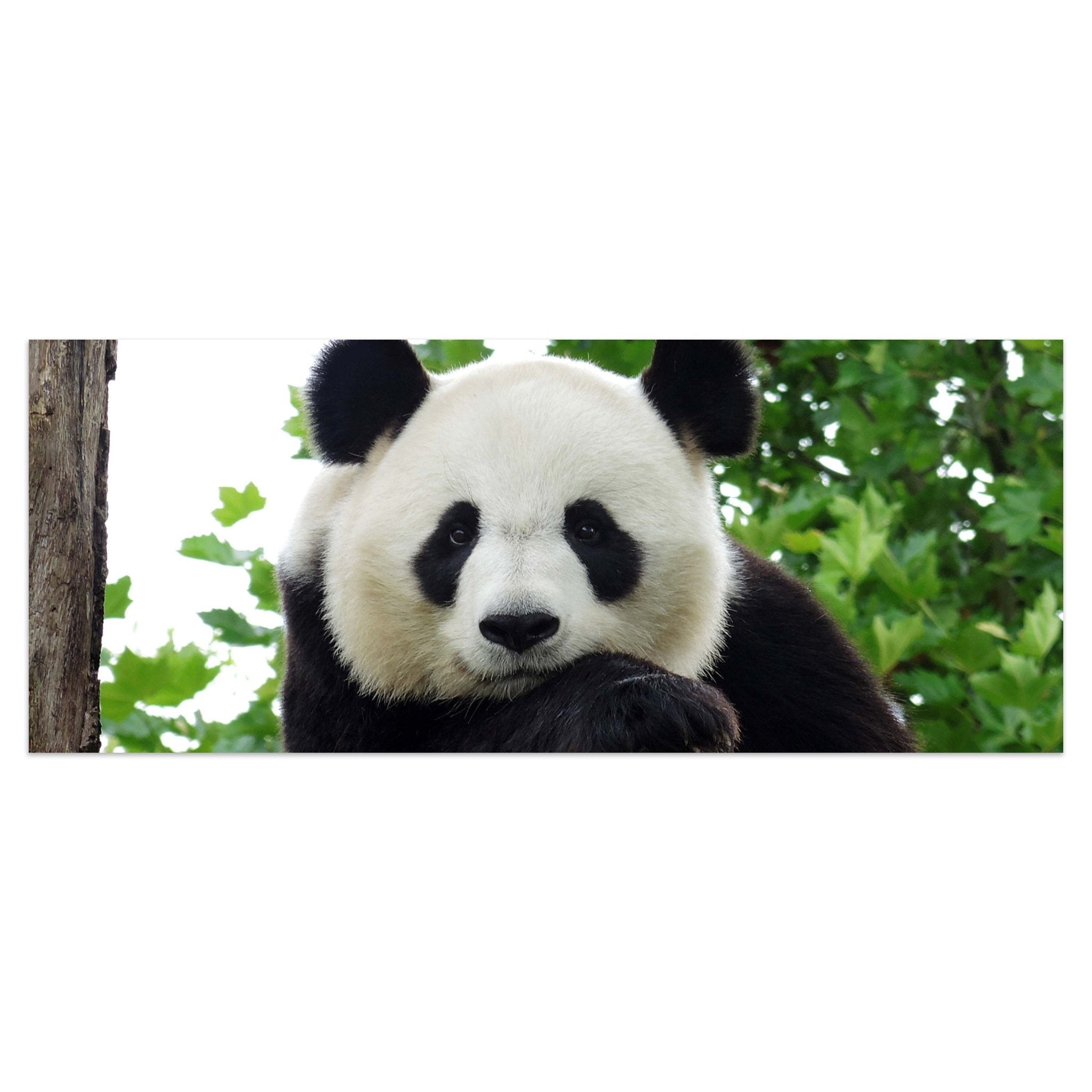 Leinwandbild Panda, Bär, Tier, schwarz, weiß M1111 kaufen - Bild 1 Leinwandbild Panda, Bär, Tier, schwarz, weiß M1111 kaufen - Bild 1