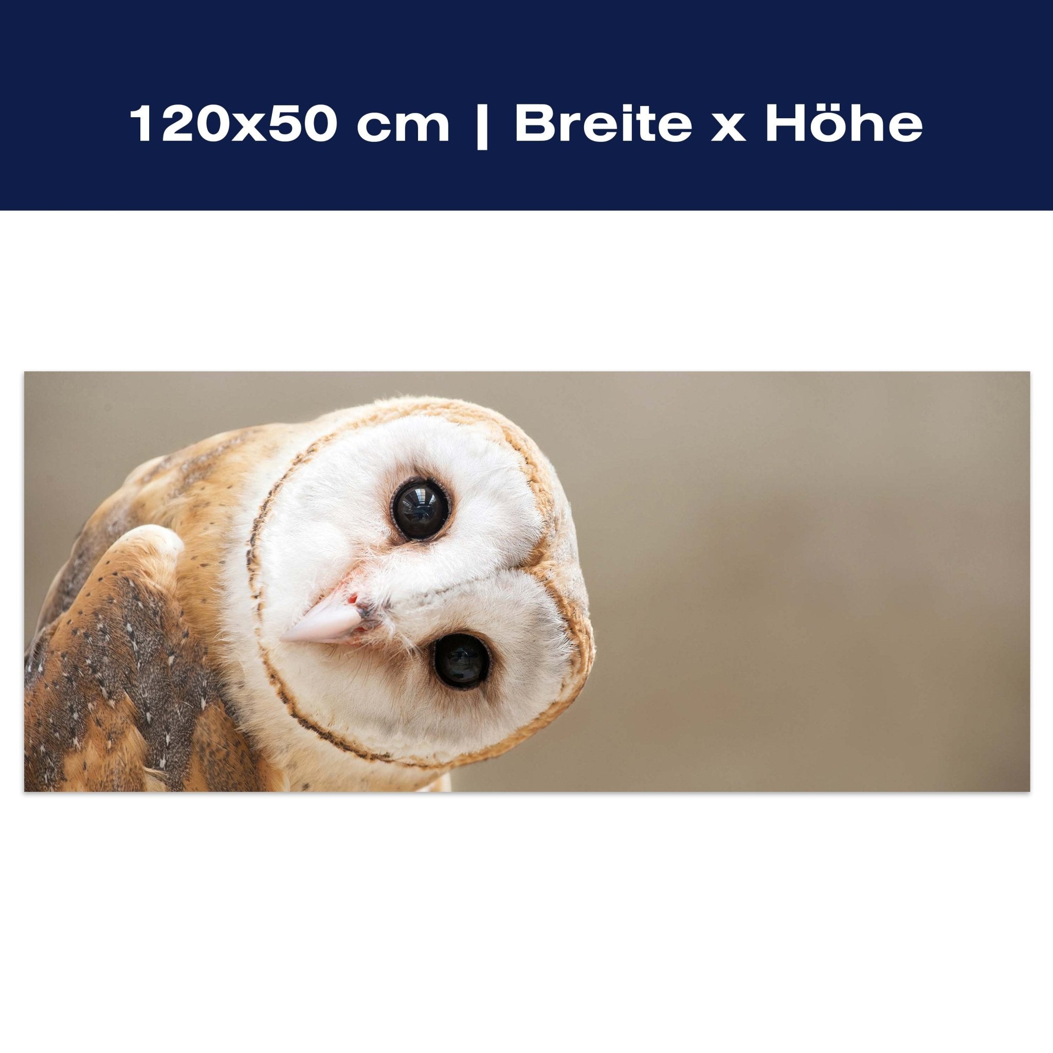 Leinwandbild Eule, Kauz, Tier, Vogel M1112 Leinwandbild Eule, Kauz, Tier, Vogel M1112