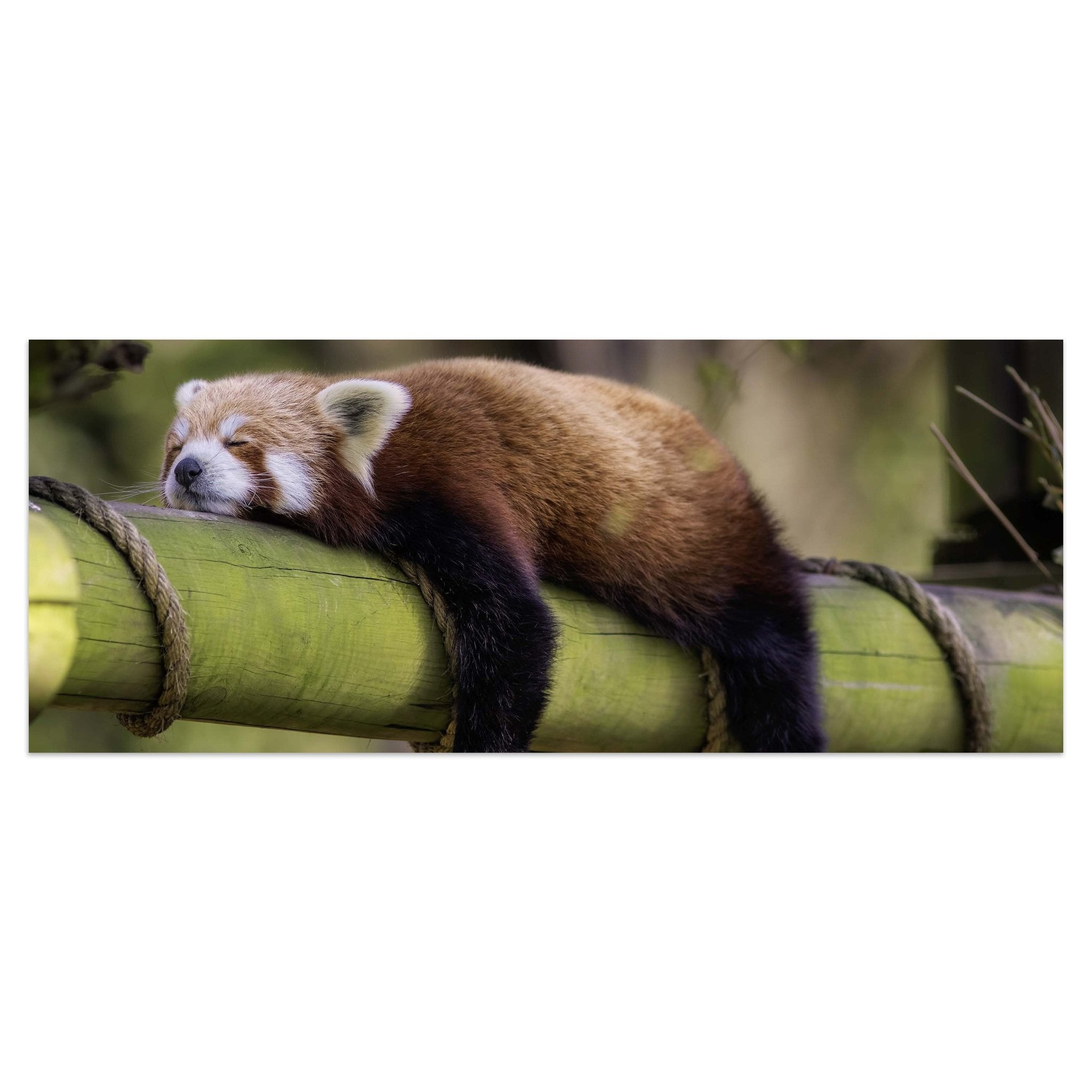 Leinwandbild schlafender roter Panda, Bambus M1114 kaufen - Bild 1 Leinwandbild schlafender roter Panda, Bambus M1114 kaufen - Bild 1
