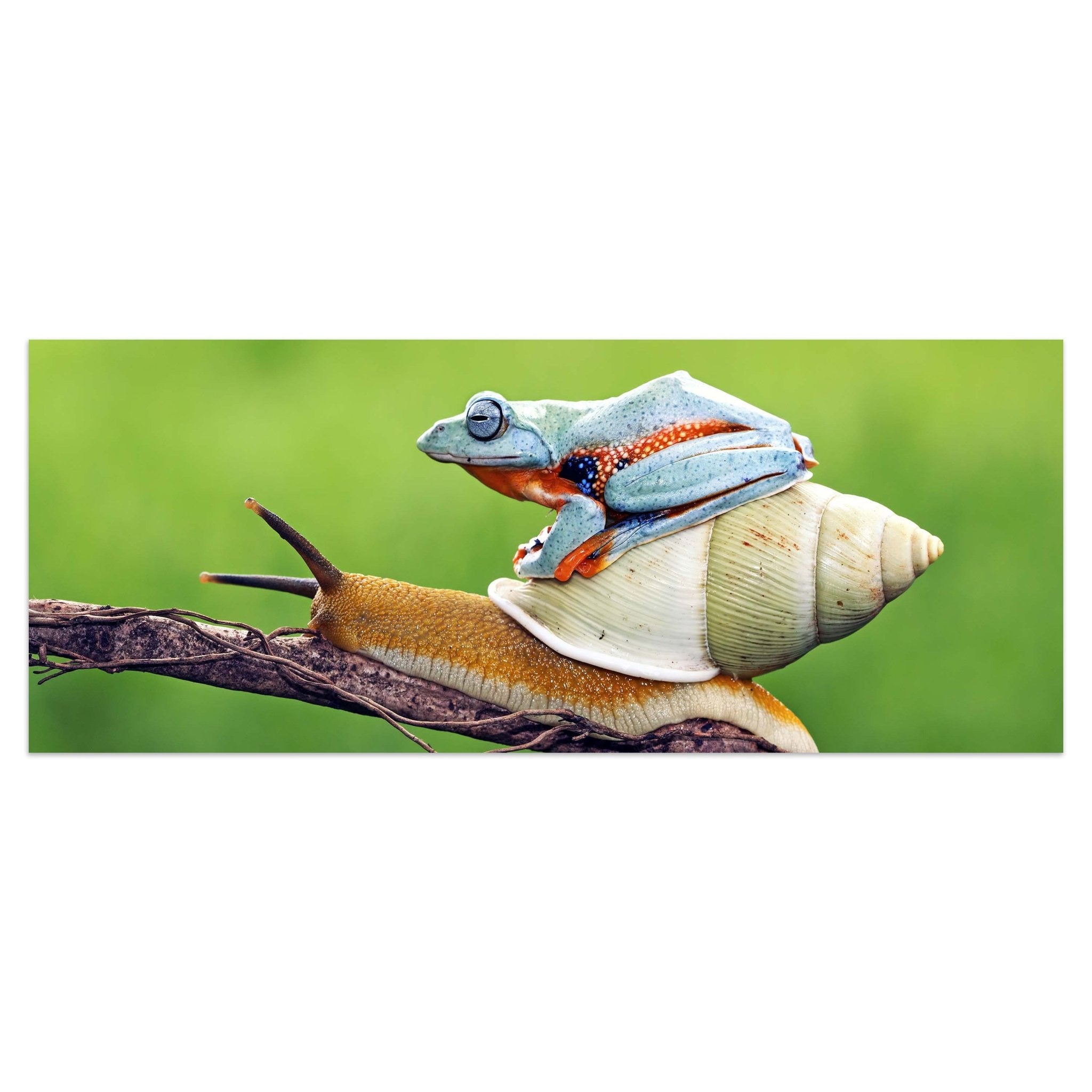 Leinwandbild Frosch, Schnecke, Tiere M1116 kaufen - Bild 1 Leinwandbild Frosch, Schnecke, Tiere M1116 kaufen - Bild 1