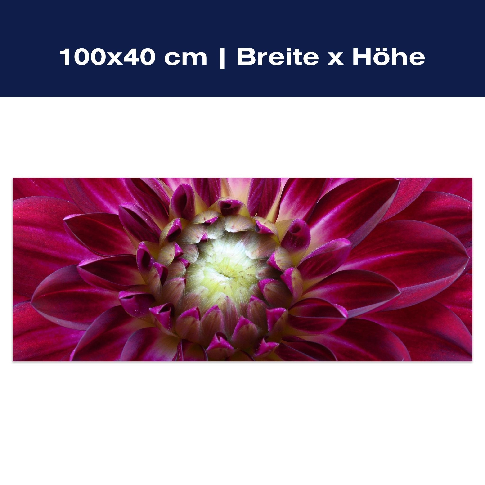 Leinwandbild Blume Blüte Aster pink M1122 Leinwandbild Blume Blüte Aster pink M1122