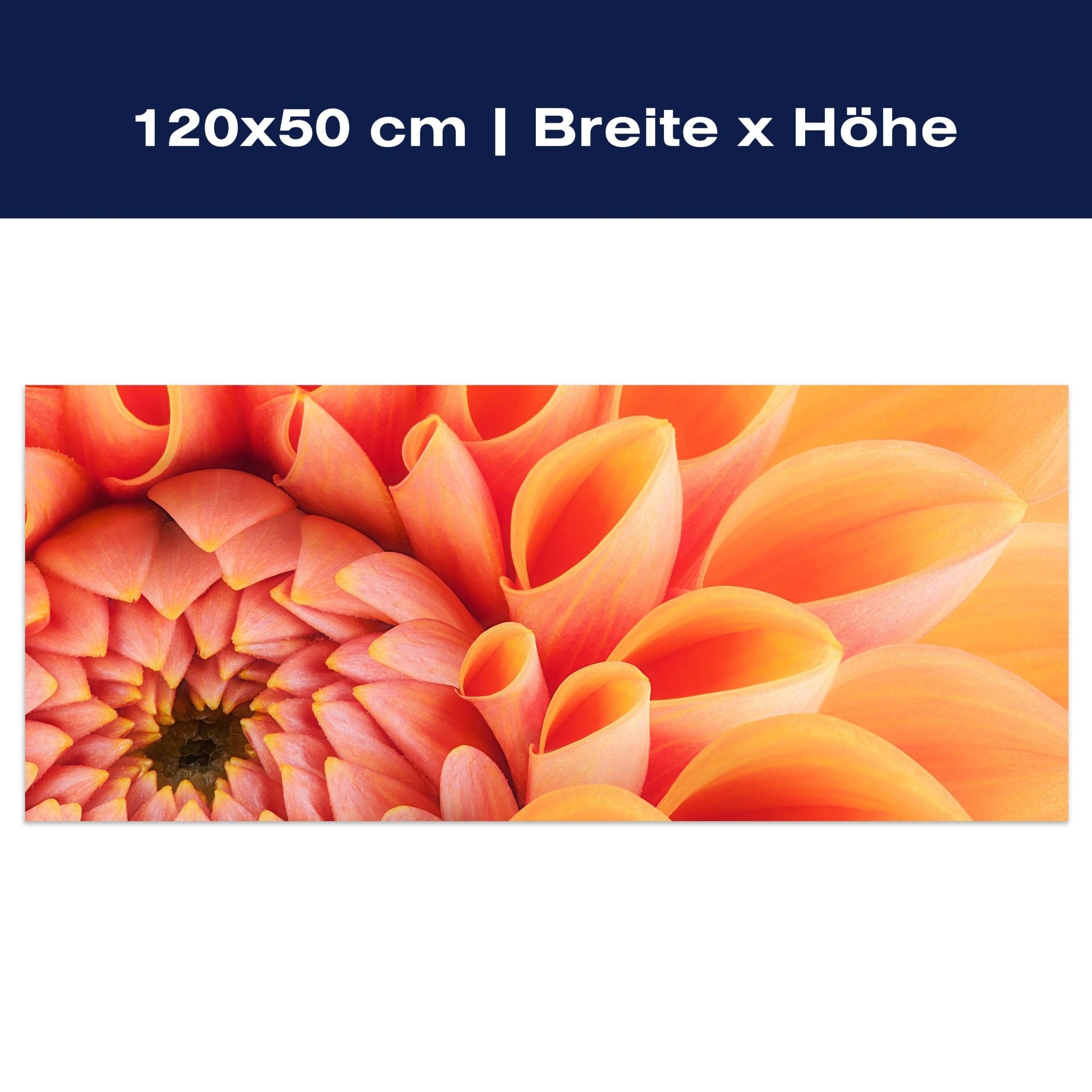 Leinwandbild Blume Blüte orange Chrysantheme M1124 Leinwandbild Blume Blüte orange Chrysantheme M1124