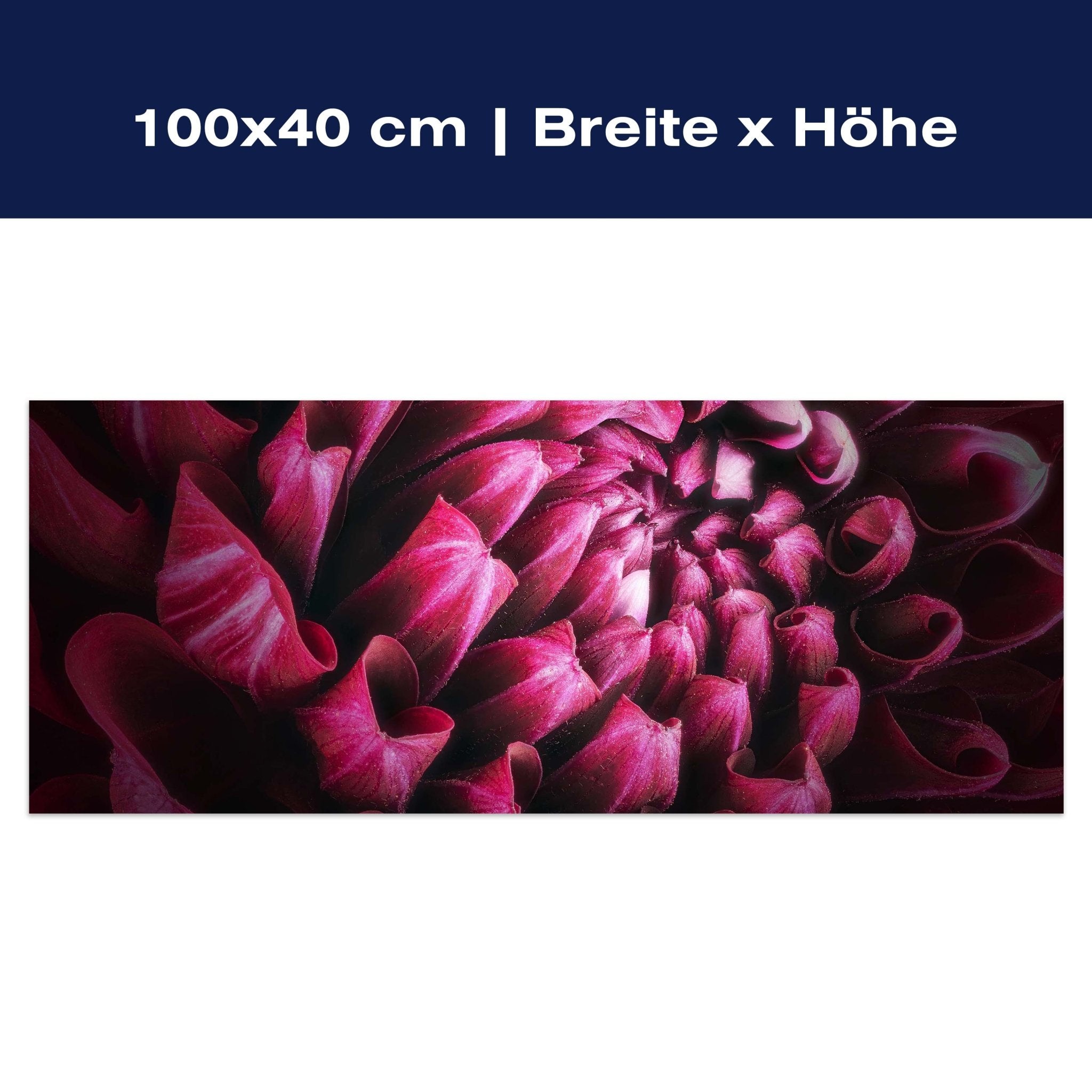 Leinwandbild Blume Blüte violett Chrysantheme M1125 Leinwandbild Blume Blüte violett Chrysantheme M1125