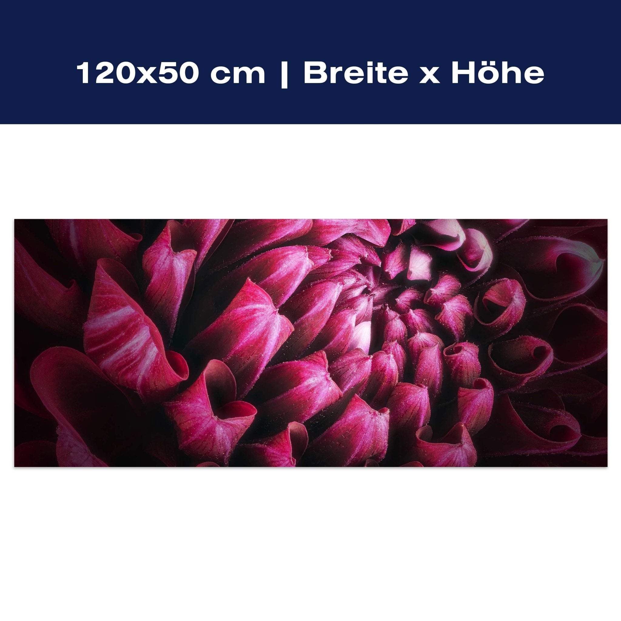 Leinwandbild Blume Blüte violett Chrysantheme M1125 Leinwandbild Blume Blüte violett Chrysantheme M1125