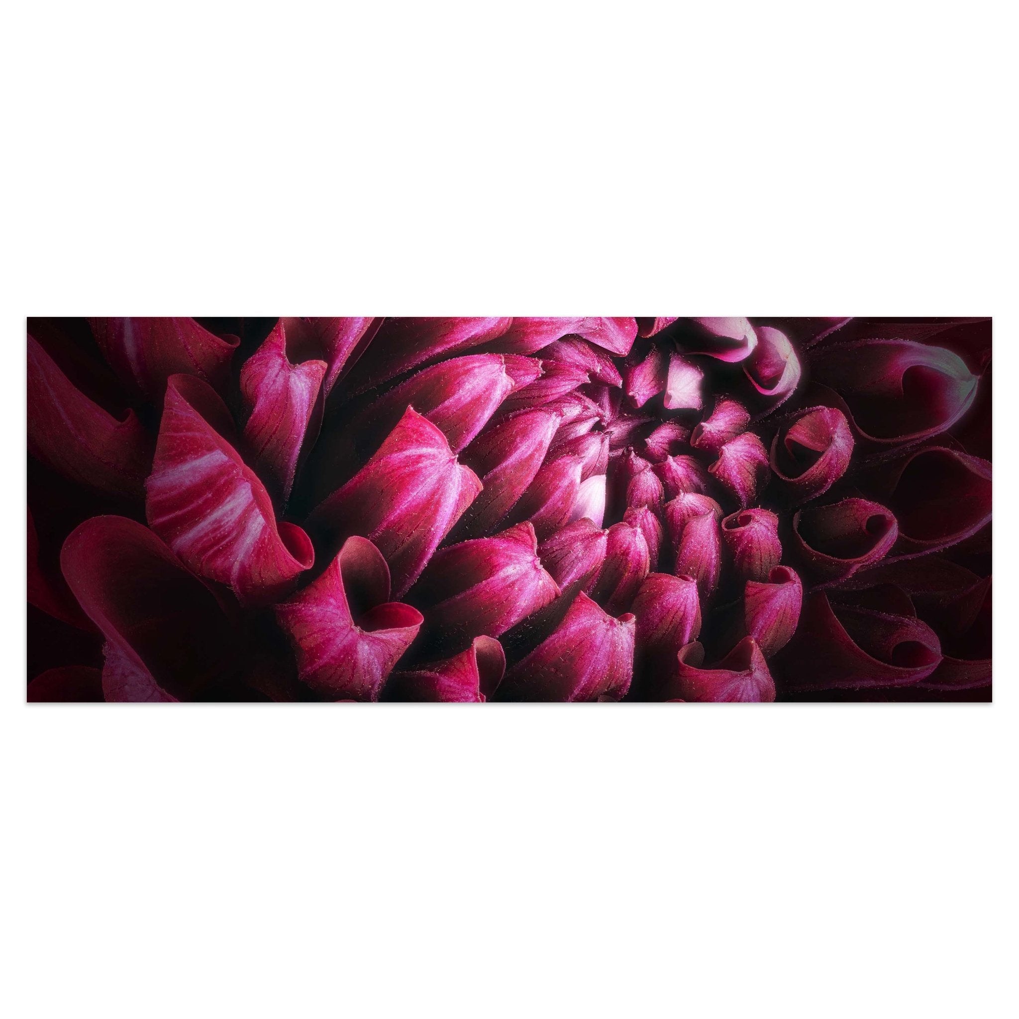 Leinwandbild Blume Blüte violett Chrysantheme M1125 kaufen - Bild 1 Leinwandbild Blume Blüte violett Chrysantheme M1125 kaufen - Bild 1