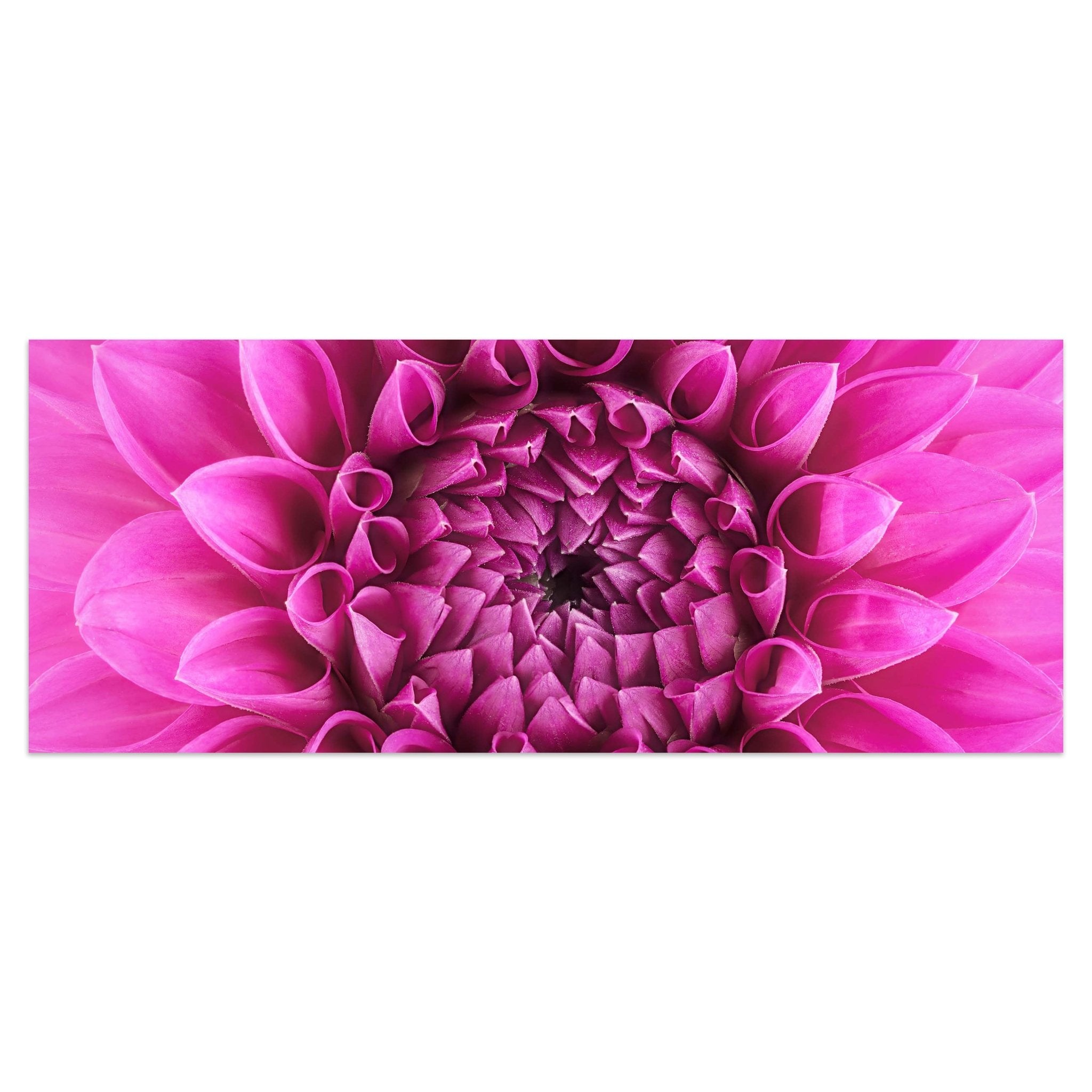 Leinwandbild Blume Blüte rosa Chrysantheme M1127 kaufen - Bild 1 Leinwandbild Blume Blüte rosa Chrysantheme M1127 kaufen - Bild 1