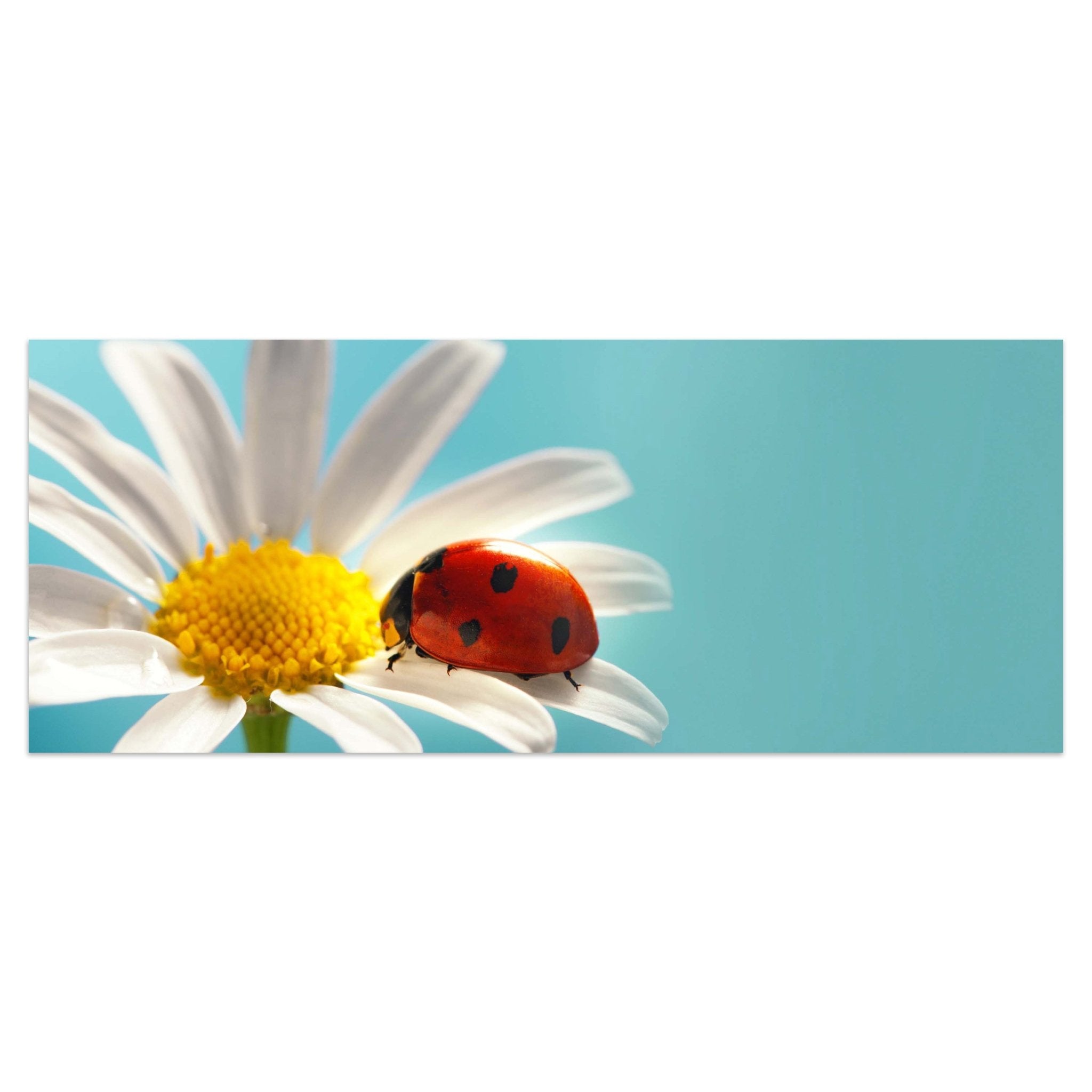 Leinwandbild Gänseblümchen Blüte Marienkäfer M1132 kaufen - Bild 1 Leinwandbild Gänseblümchen Blüte Marienkäfer M1132 kaufen - Bild 1