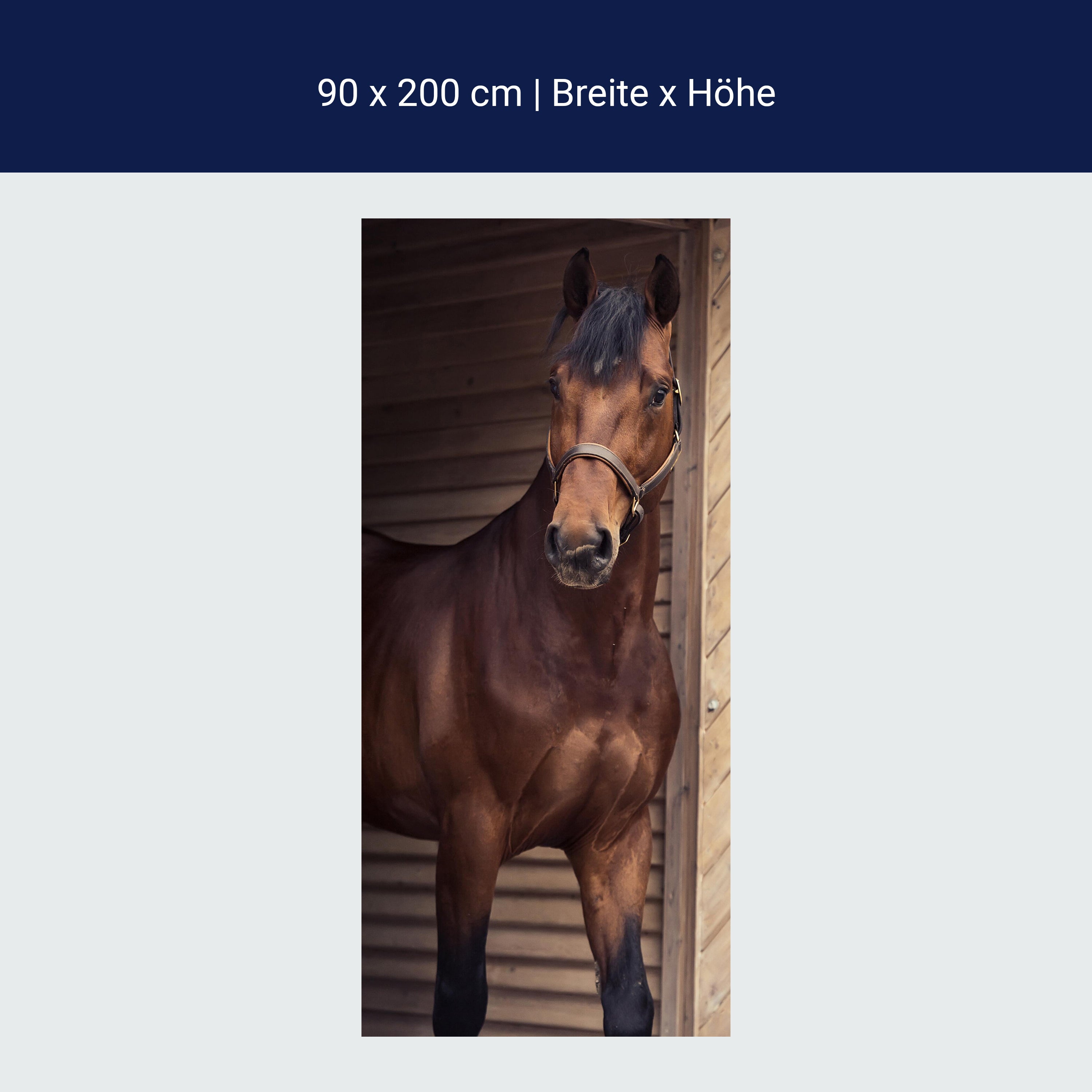 Türtapete Pferd an Stall-tür, Tiere, Reiten, Box M1137 Türtapete Pferd an Stall-tür, Tiere, Reiten, Box M1137