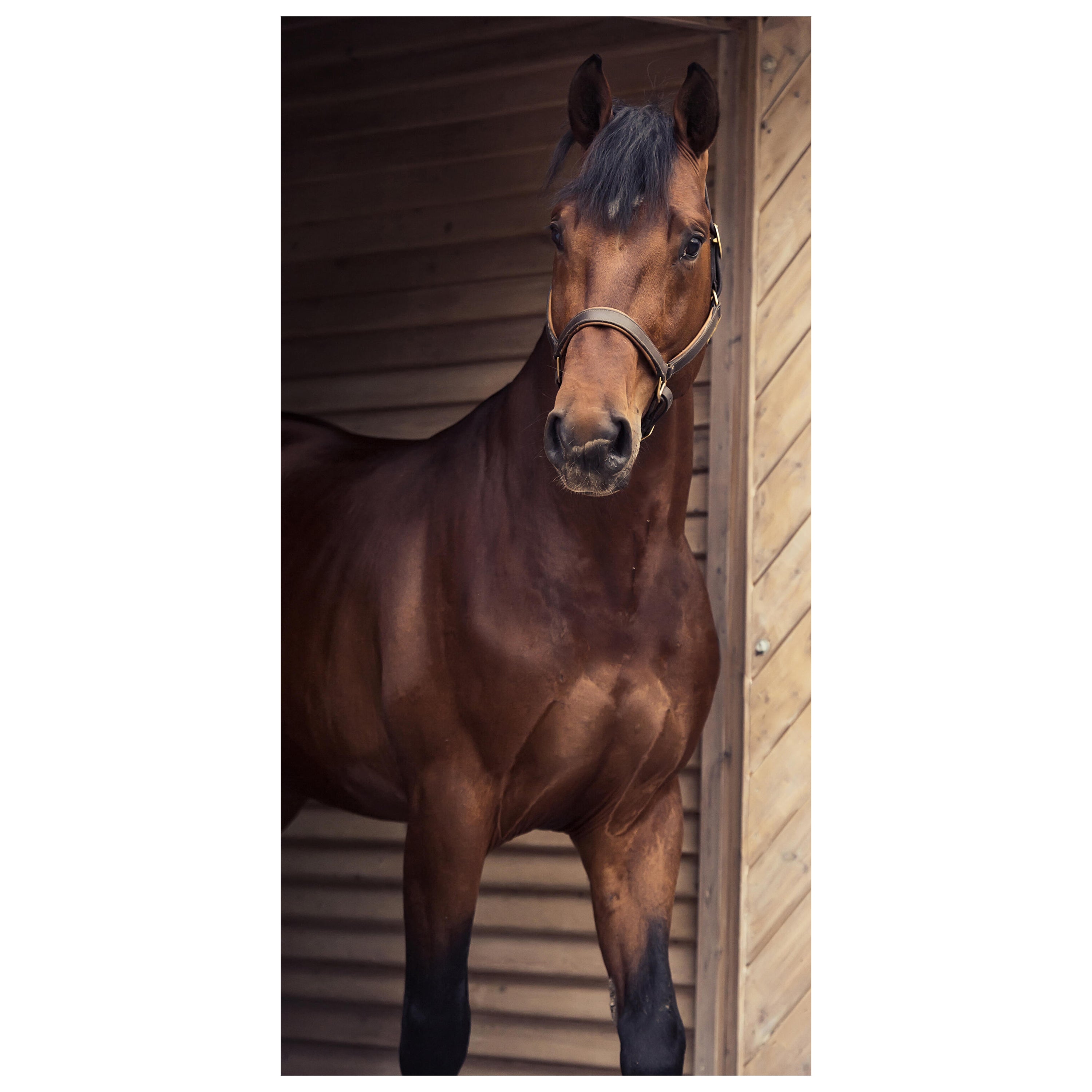 Türtapete Pferd an Stall-tür, Tiere, Reiten, Box M1137 - Bild 2 Türtapete Pferd an Stall-tür, Tiere, Reiten, Box M1137 - Bild 2