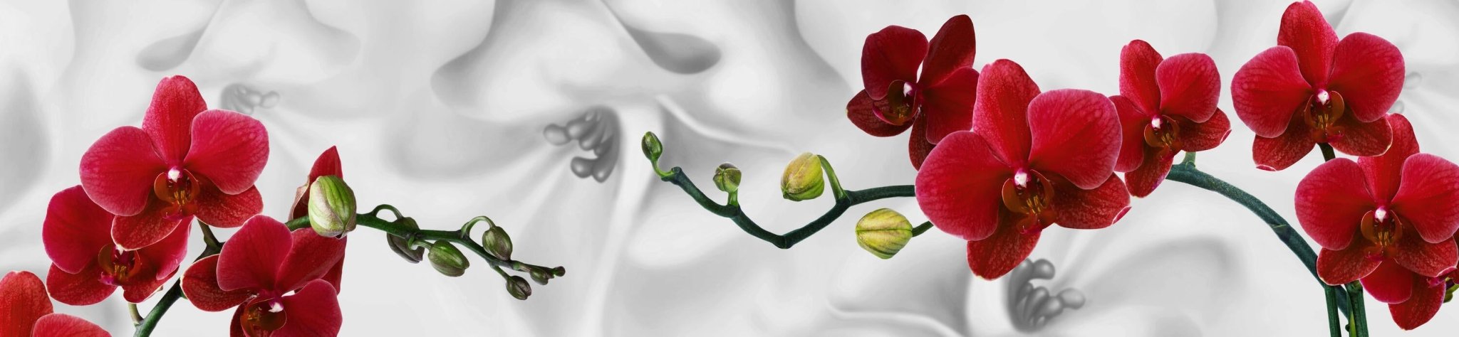 KÜCHENRÜCKWAND ORCHIDEEN ROT WEISS PFLANZE HINTERGRUND M1148 (Maßanfertigung KÜCHENRÜCKWAND ORCHIDEEN ROT WEISS PFLANZE HINTERGRUND M1148 (Maßanfertigung