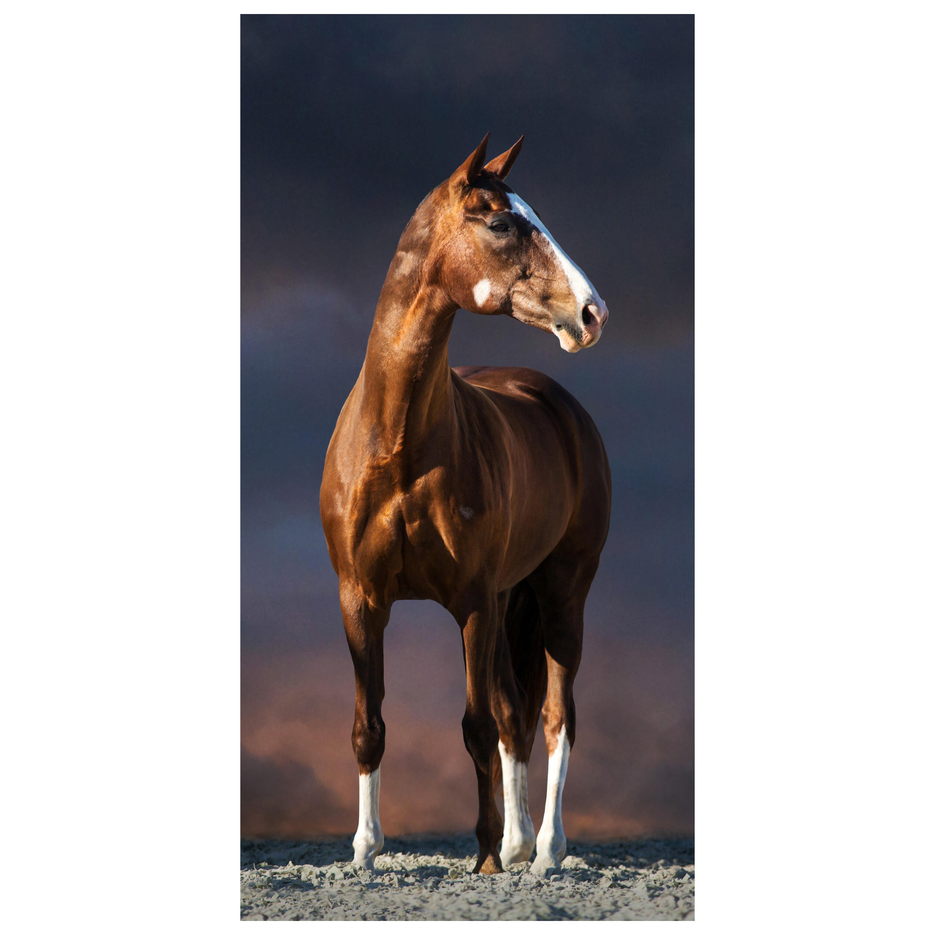 Türtapete Pferd auf Pfad, dunkle Wolken, Tiere M1175 - Bild 2 Türtapete Pferd auf Pfad, dunkle Wolken, Tiere M1175 - Bild 2