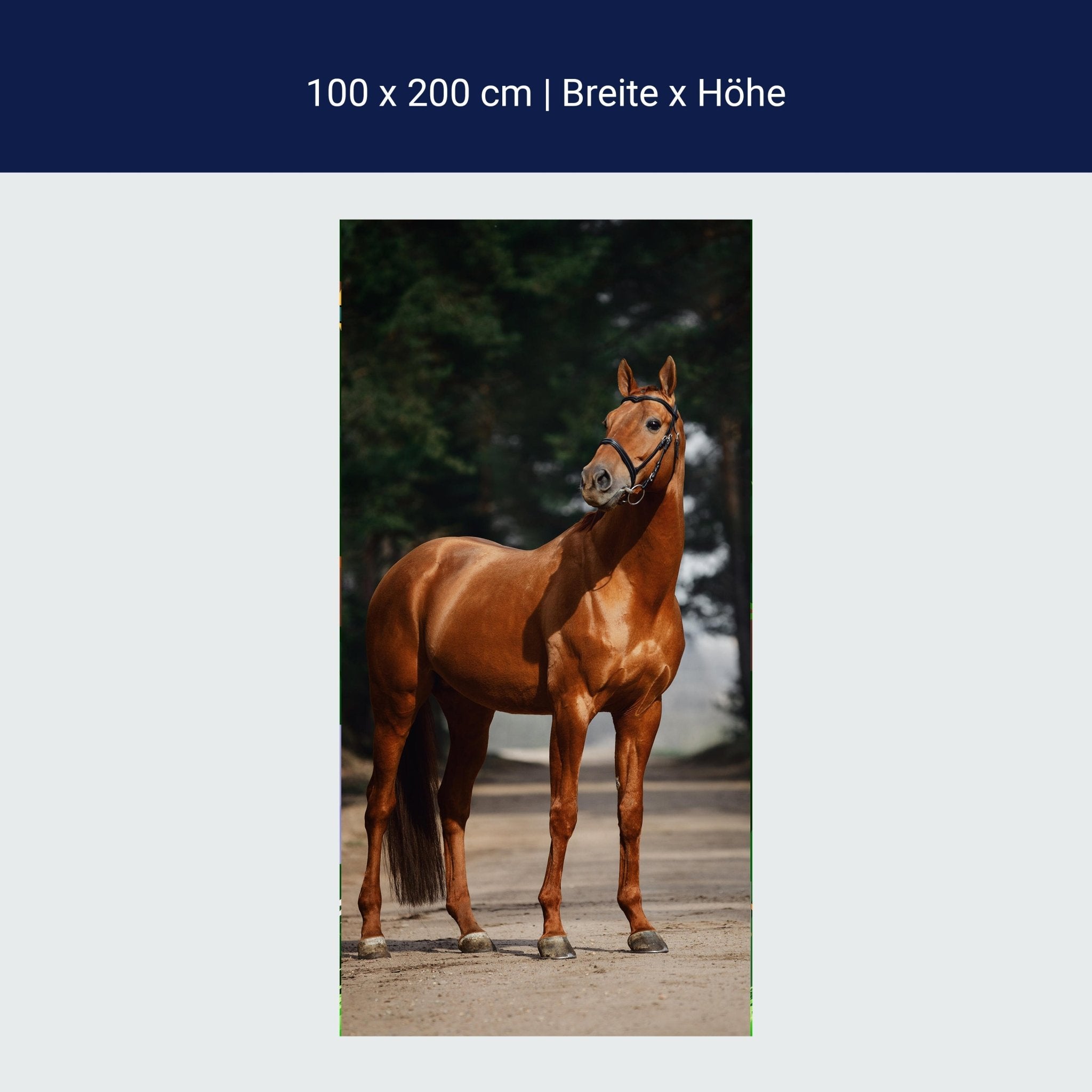 Türtapete braunes Pferd auf Straße, Bäume M1184 Türtapete braunes Pferd auf Straße, Bäume M1184