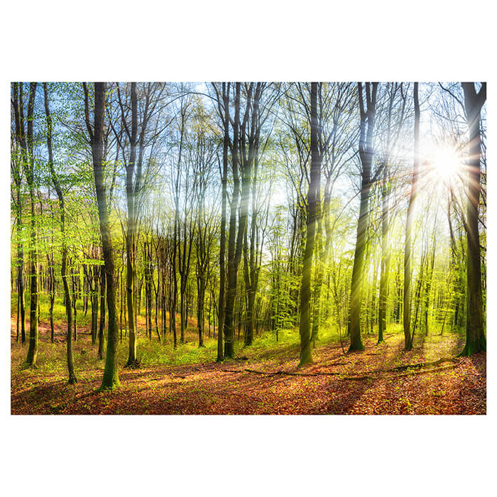 Fototapete Sonne Natur Bäume M5669 - Bild 2 Fototapete Sonne Natur Bäume M5669 - Bild 2