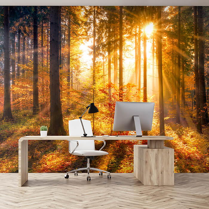 Fototapete Sonne Herbst Bäume M5672 - Bild 1 Fototapete Sonne Herbst Bäume M5672 - Bild 1