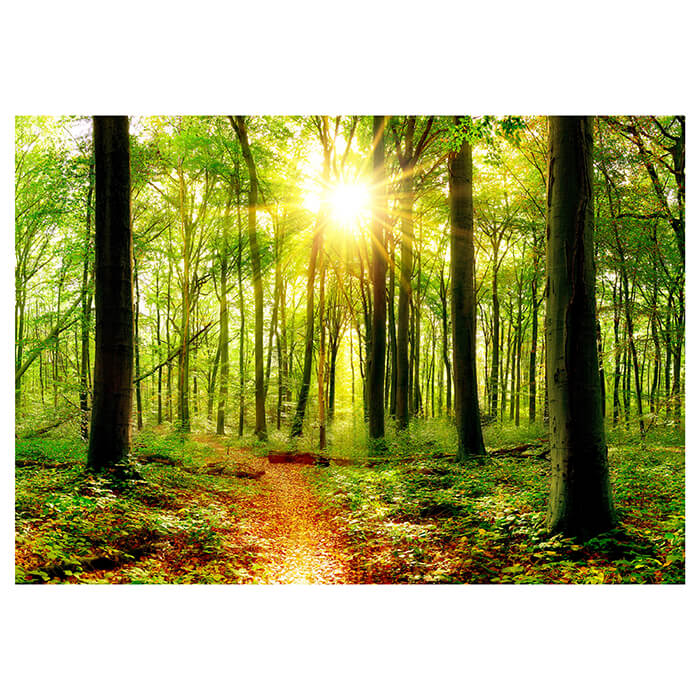 Fototapete Sonne Sonnenstrahlen Weg Wald M5678 - Bild 2 Fototapete Sonne Sonnenstrahlen Weg Wald M5678 - Bild 2