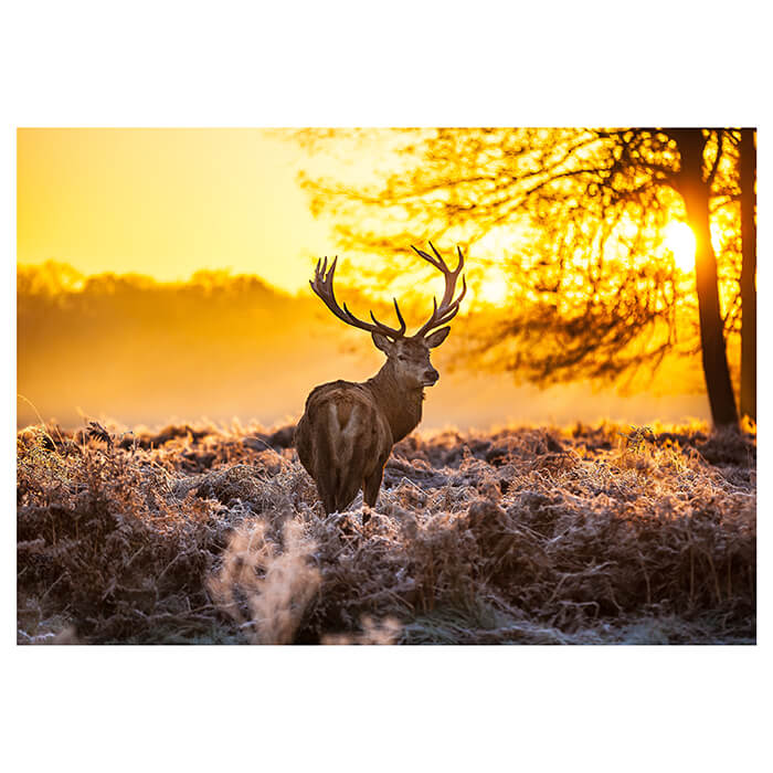 Fototapete Wald mit Hirsch M5719 - Bild 2 Fototapete Wald mit Hirsch M5719 - Bild 2