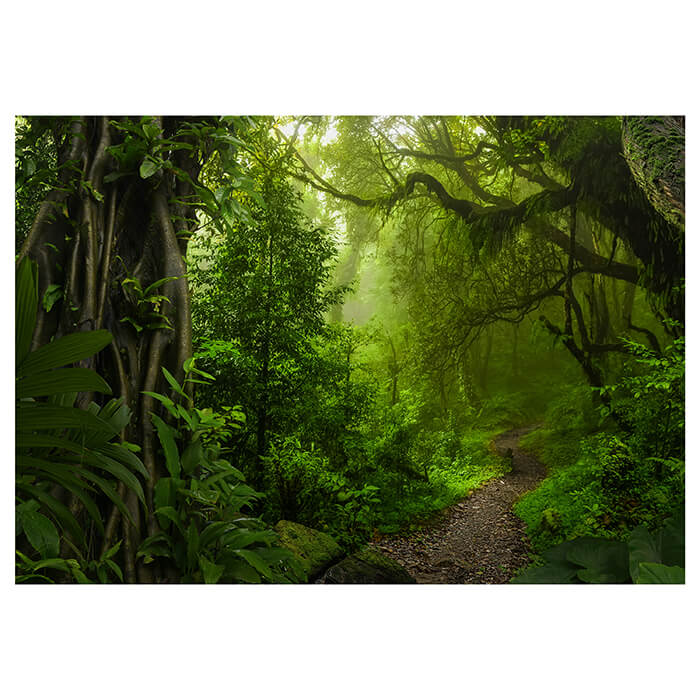 Fototapete Dschungelpfad Wald Weg M6479 - Bild 2 Fototapete Dschungelpfad Wald Weg M6479 - Bild 2