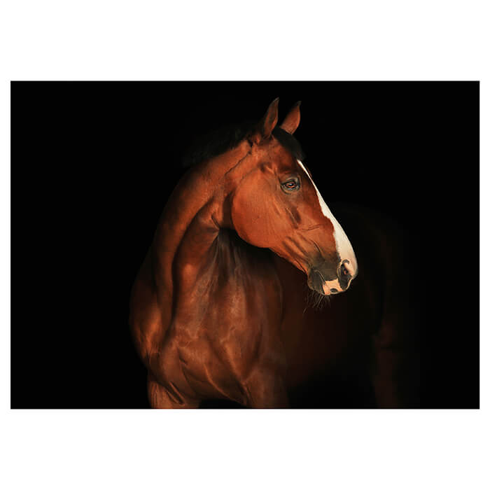 Fototapete braun weißes Pferd M6717 - Bild 2 Fototapete braun weißes Pferd M6717 - Bild 2