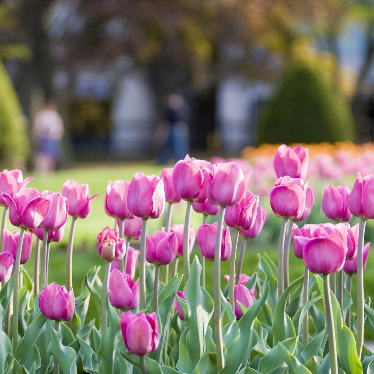 Beistelltisch Pinke Tulpen M0016 entdecken - Bild 2 Beistelltisch Pinke Tulpen M0016 entdecken - Bild 2