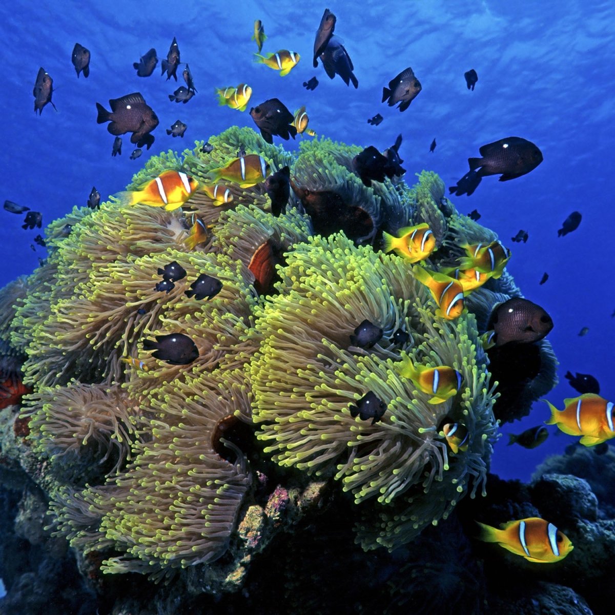 Beistelltisch Unterwasserriff M0017 entdecken - Bild 2 Beistelltisch Unterwasserriff M0017 entdecken - Bild 2