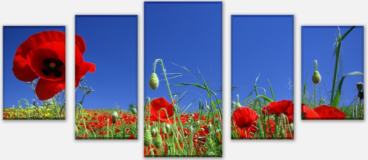 Leinwandbild Mehrteiler Mohnblumenfeld M0046 entdecken - Bild 1 Leinwandbild Mehrteiler Mohnblumenfeld M0046 entdecken - Bild 1