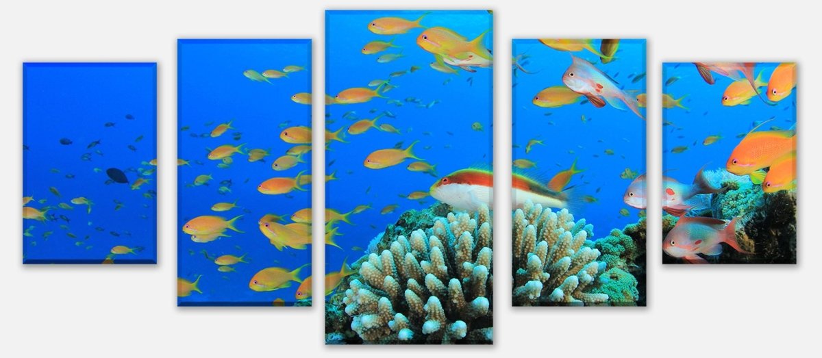 Leinwandbild Mehrteiler Riffleben Unterwasser M0196 entdecken - Bild 1 Leinwandbild Mehrteiler Riffleben Unterwasser M0196 entdecken - Bild 1
