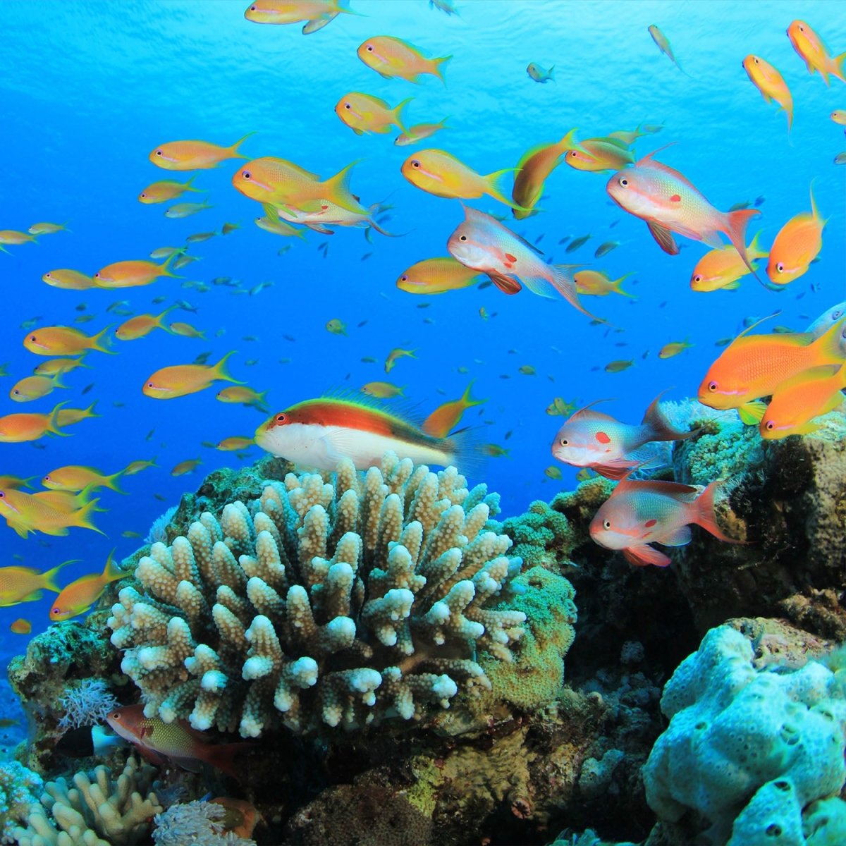 Beistelltisch Riffleben Unterwasser M0196 entdecken - Bild 2 Beistelltisch Riffleben Unterwasser M0196 entdecken - Bild 2