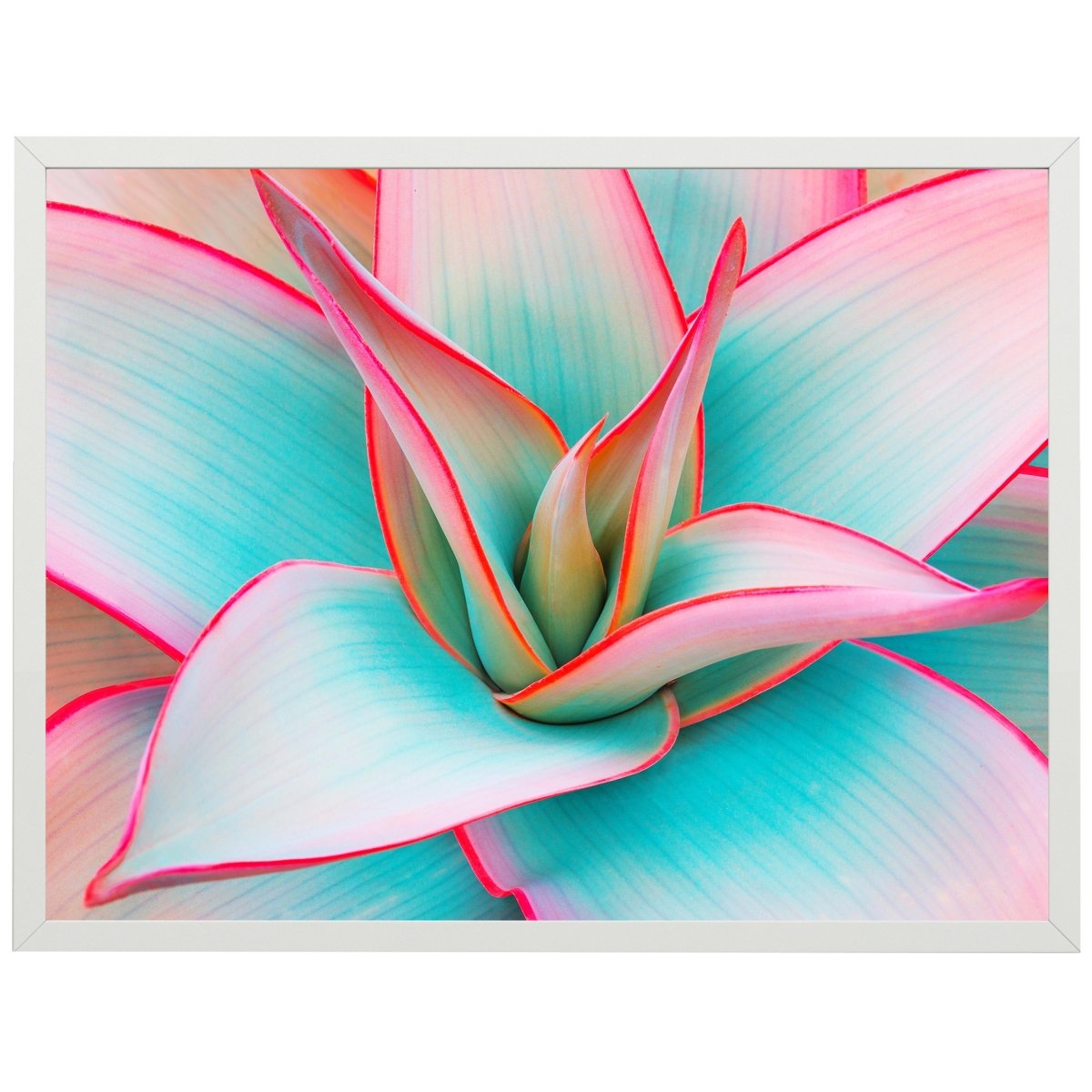 wandmotiv24 Poster, Poster - Pflanze, Kaktus, rosa - M0218 - Bild 1 wandmotiv24 Poster, Poster - Pflanze, Kaktus, rosa - M0218 - Bild 1