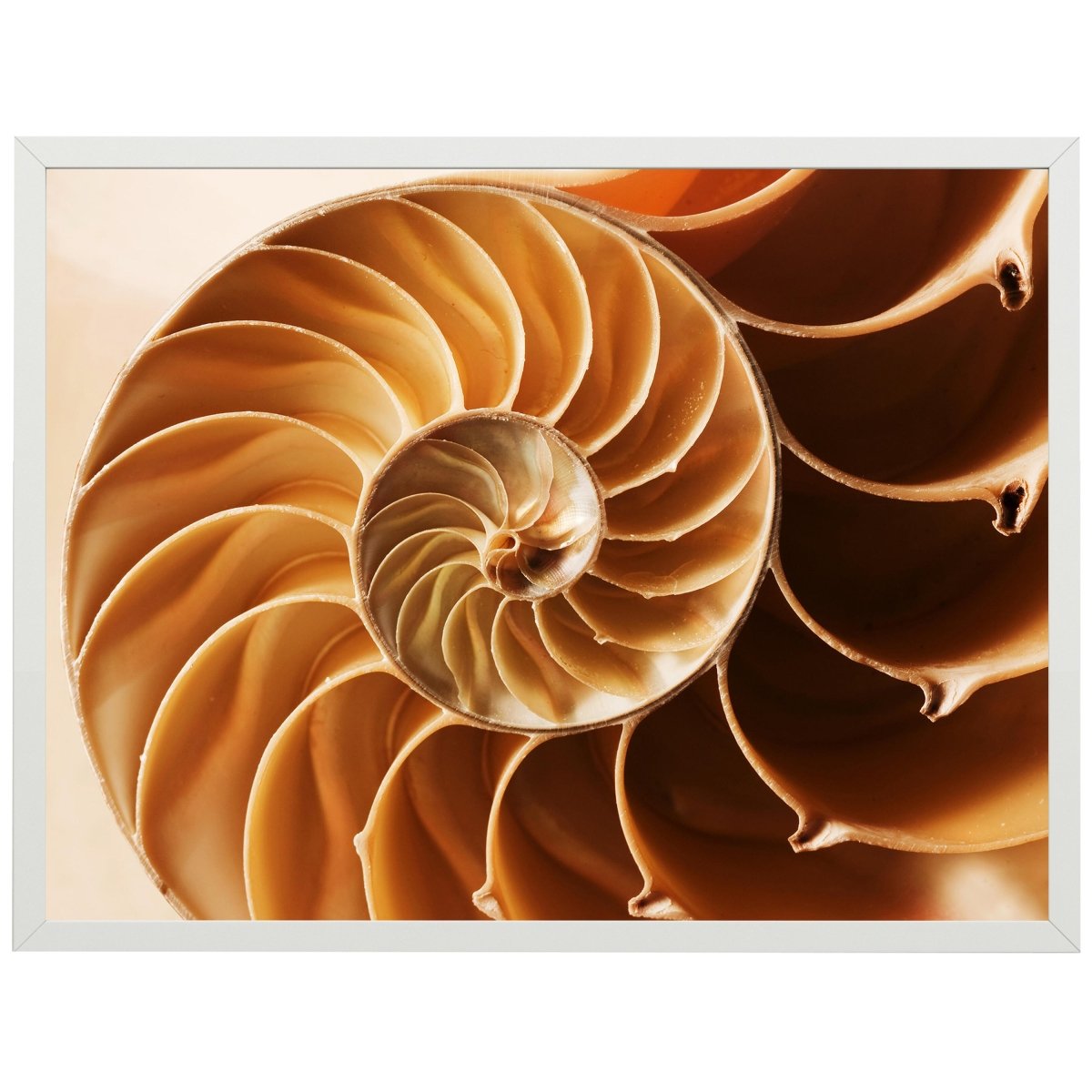 wandmotiv24 Poster, Poster - Tier, Schneckenhaus, beige - M0220 - Bild 1 wandmotiv24 Poster, Poster - Tier, Schneckenhaus, beige - M0220 - Bild 1