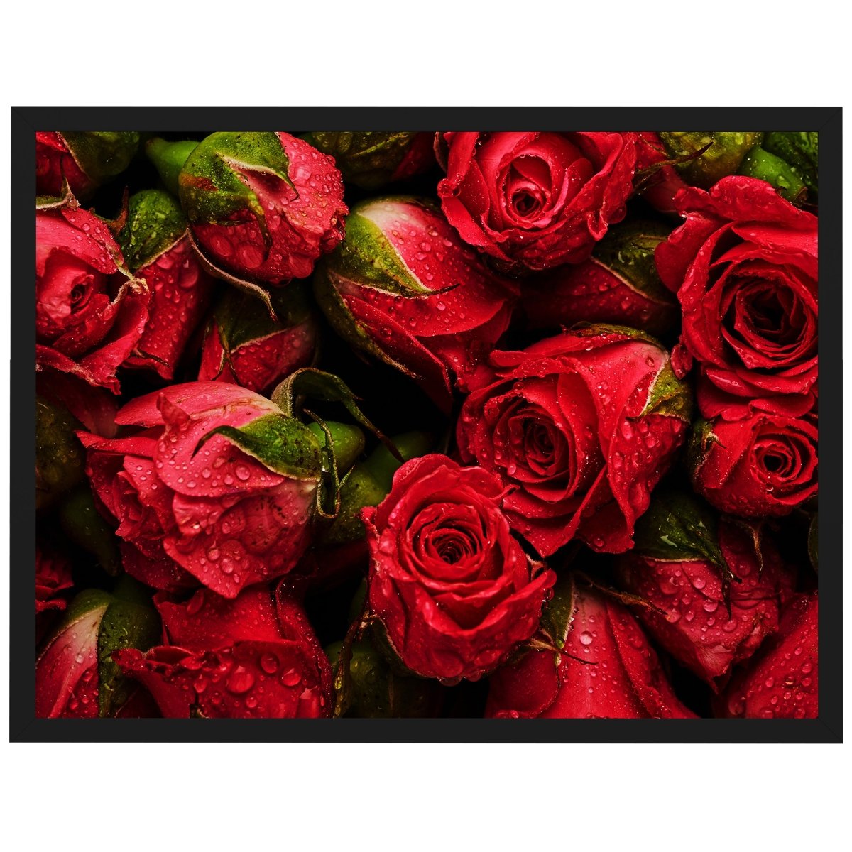 wandmotiv24 Poster, Poster - rote Rosen, Blumen - M0222 - Bild 1 wandmotiv24 Poster, Poster - rote Rosen, Blumen - M0222 - Bild 1