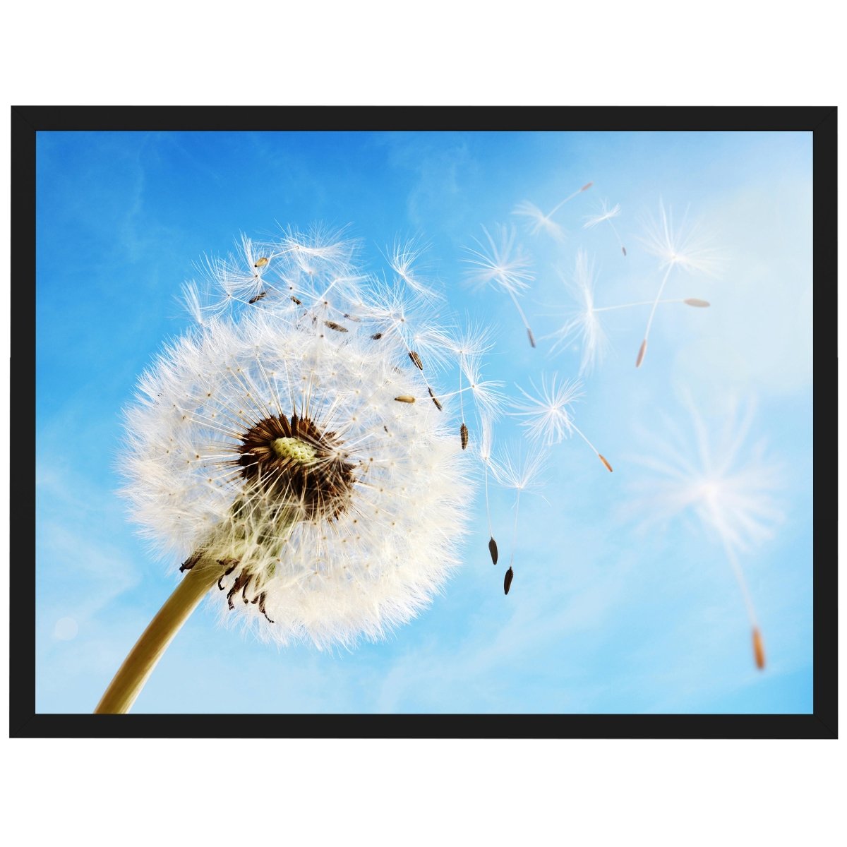 wandmotiv24 Poster, Poster - Blume, Löwenzahn, blau - M0223 - Bild 1 wandmotiv24 Poster, Poster - Blume, Löwenzahn, blau - M0223 - Bild 1