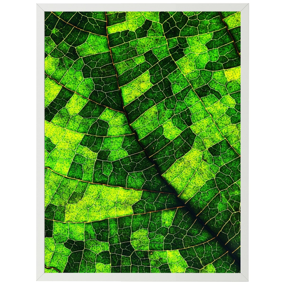 wandmotiv24 Poster, Poster - Blatt, Pflanze, grün - M0225 - Bild 1 wandmotiv24 Poster, Poster - Blatt, Pflanze, grün - M0225 - Bild 1