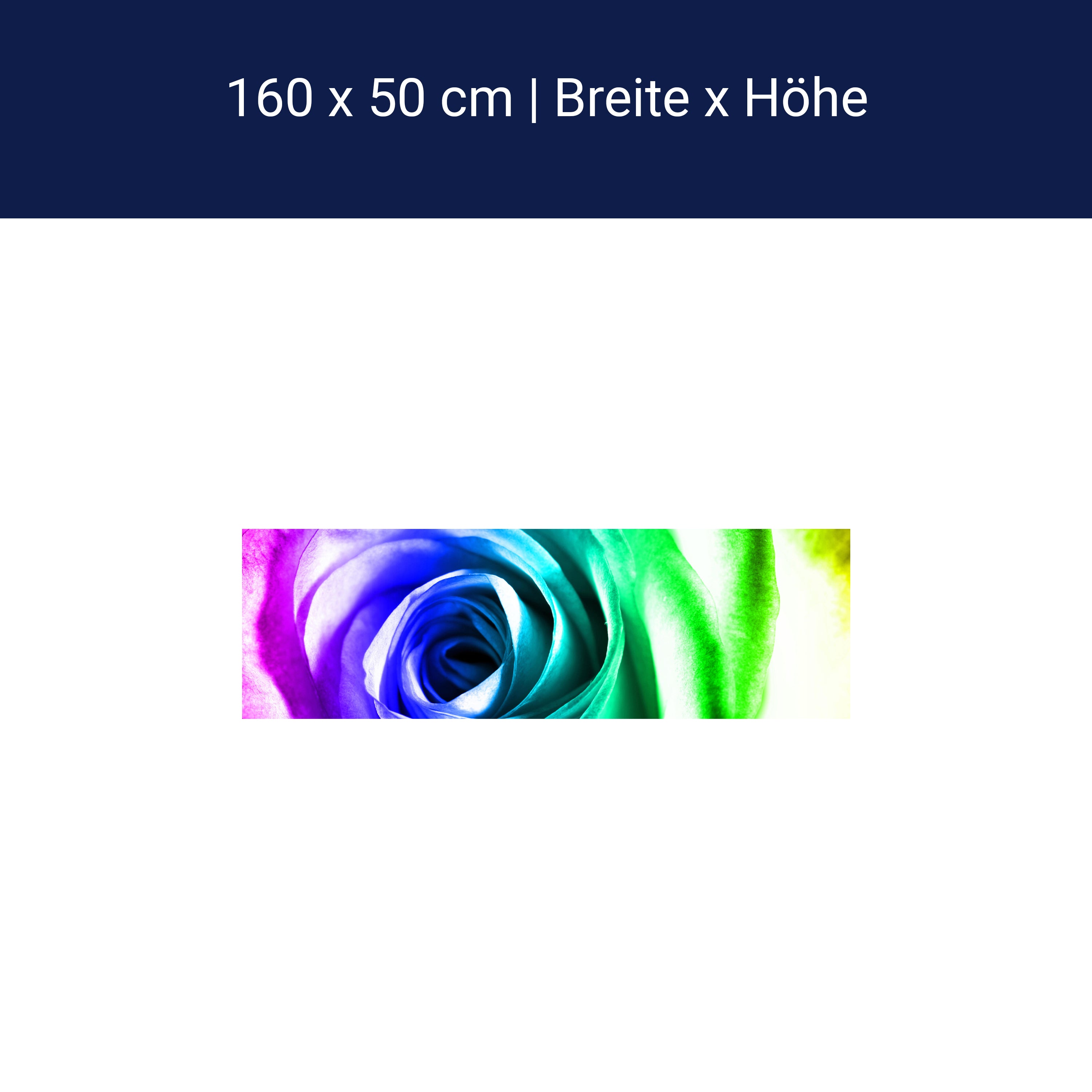 Küchenrückwand Regenbogenrose Blüte M0230 Küchenrückwand Regenbogenrose Blüte M0230