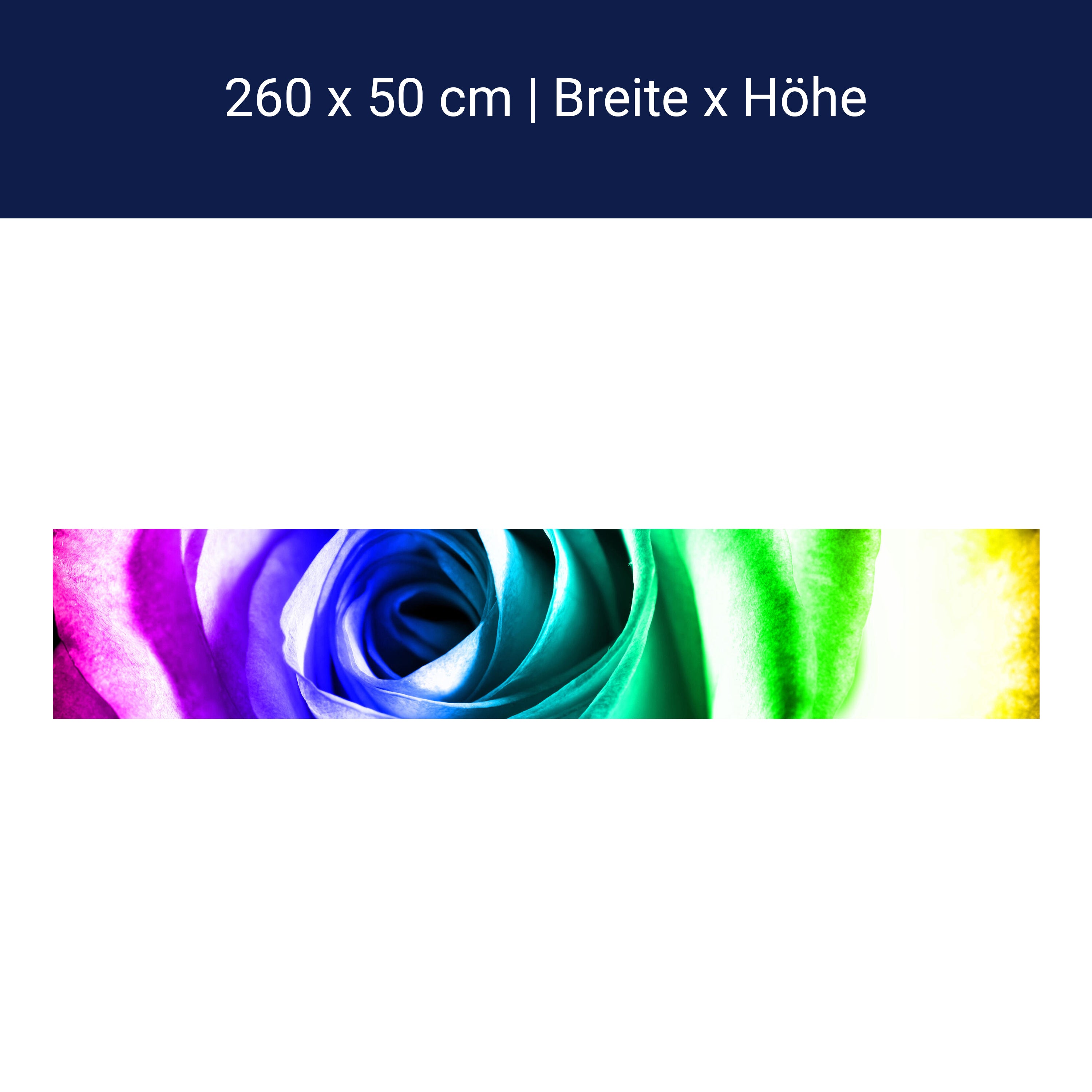 Küchenrückwand Regenbogenrose Blüte M0230 Küchenrückwand Regenbogenrose Blüte M0230