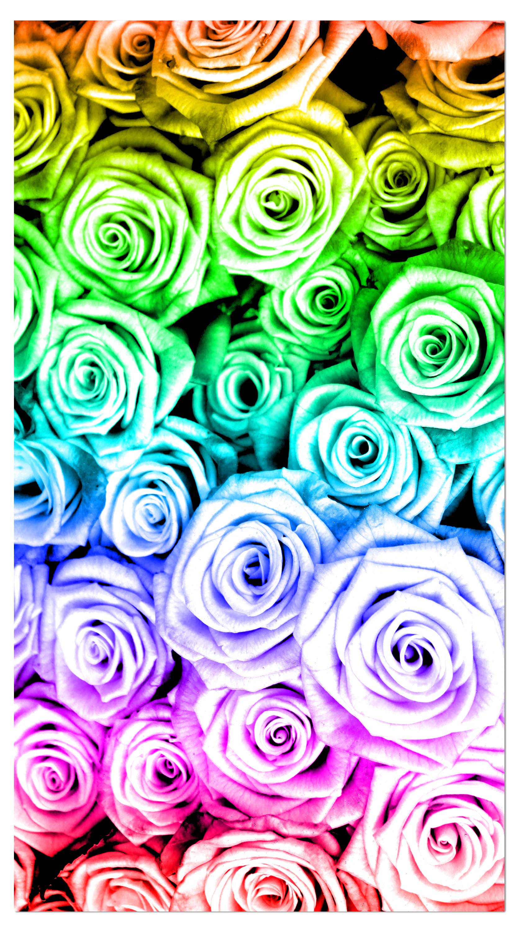 Garderobe Regenbogenrosenfeld Blüte M0231 entdecken - Bild 4 Garderobe Regenbogenrosenfeld Blüte M0231 entdecken - Bild 4