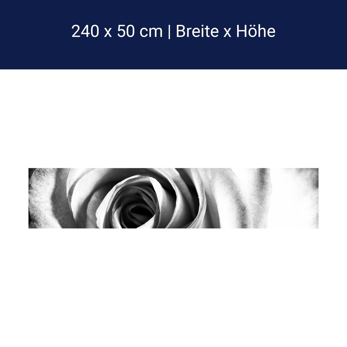 Küchenrückwand weiße Rose Blüte M0233 Küchenrückwand weiße Rose Blüte M0233