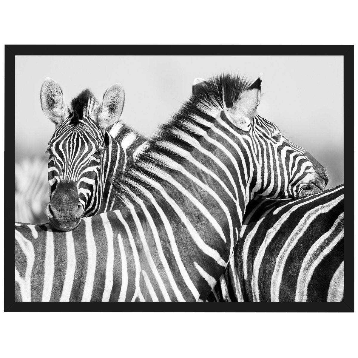 wandmotiv24 Poster, Poster - Zebra, Tier, schwarz - M0274 - Bild 1 wandmotiv24 Poster, Poster - Zebra, Tier, schwarz - M0274 - Bild 1
