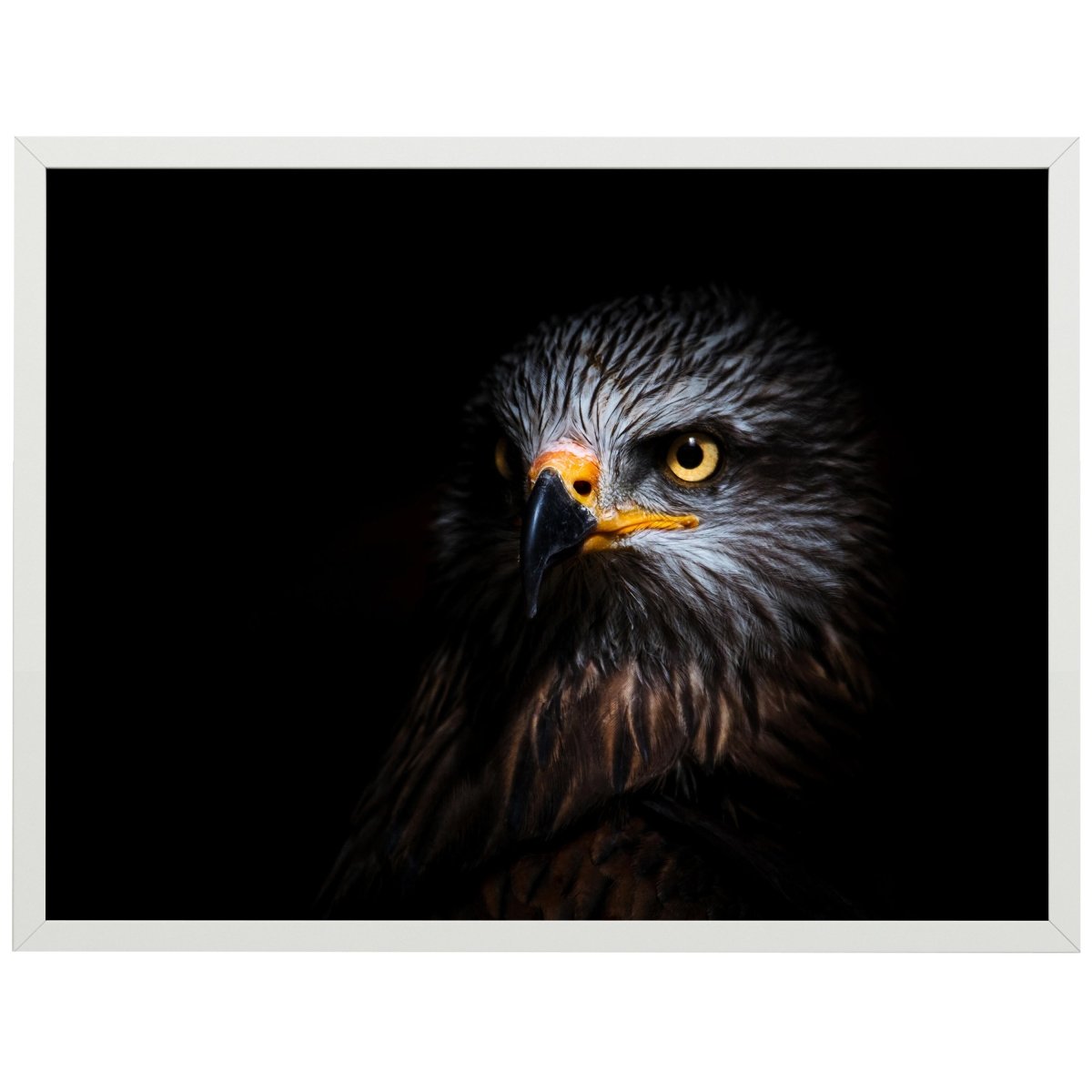 wandmotiv24 Poster, Poster - Adler, Vogel, Kopf - M0283 - Bild 1 wandmotiv24 Poster, Poster - Adler, Vogel, Kopf - M0283 - Bild 1
