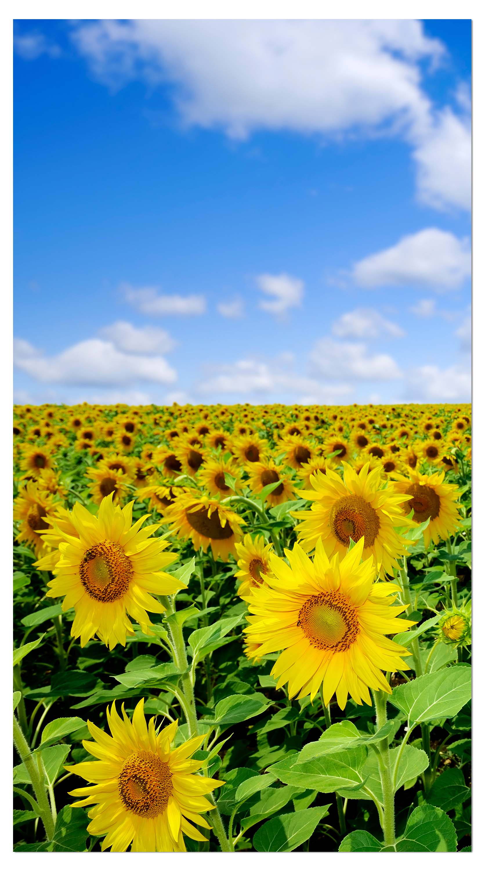 Garderobe Sonnenblumenfeld M0348 entdecken - Bild 4 Garderobe Sonnenblumenfeld M0348 entdecken - Bild 4