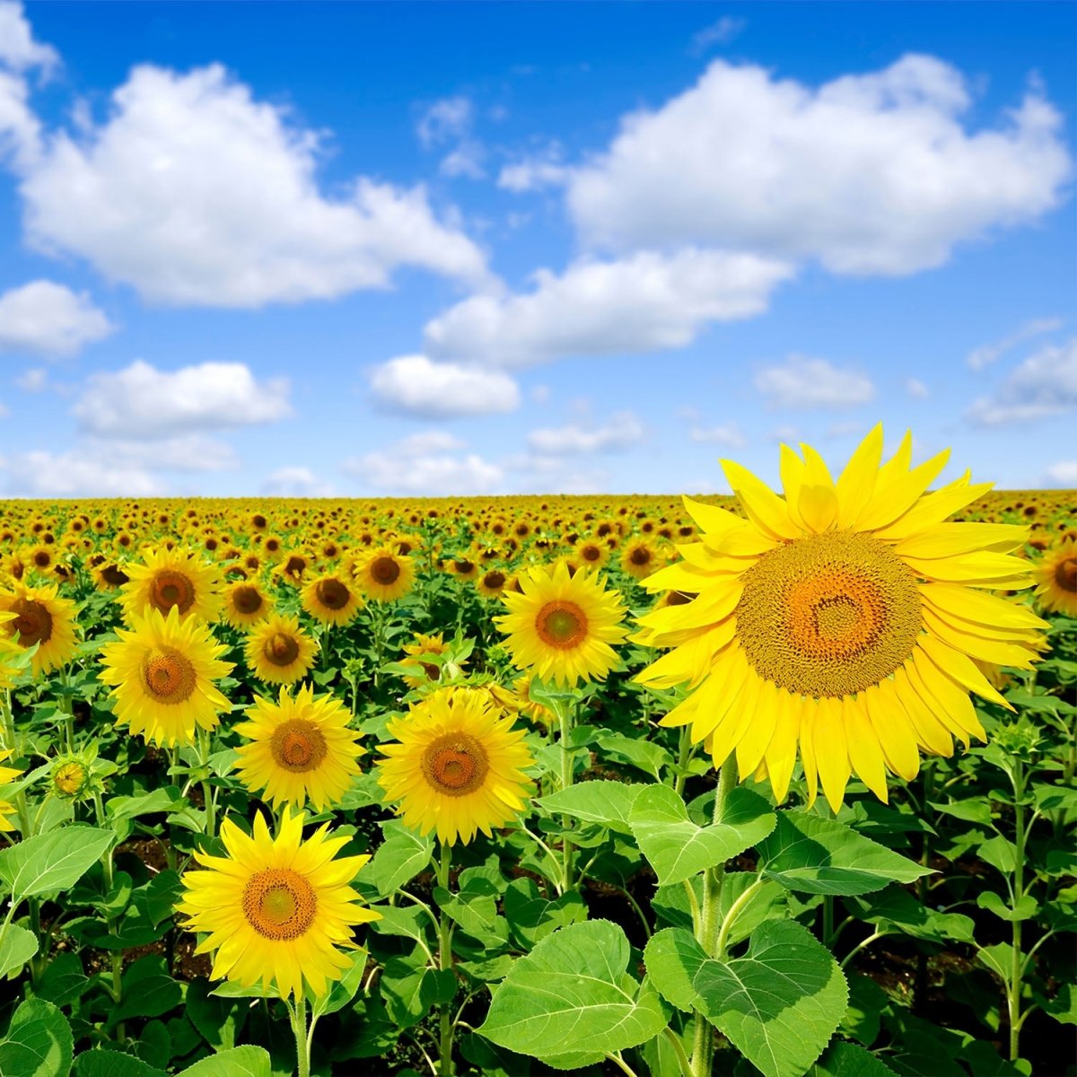 Beistelltisch Sonnenblumenfeld M0348 entdecken - Bild 2 Beistelltisch Sonnenblumenfeld M0348 entdecken - Bild 2