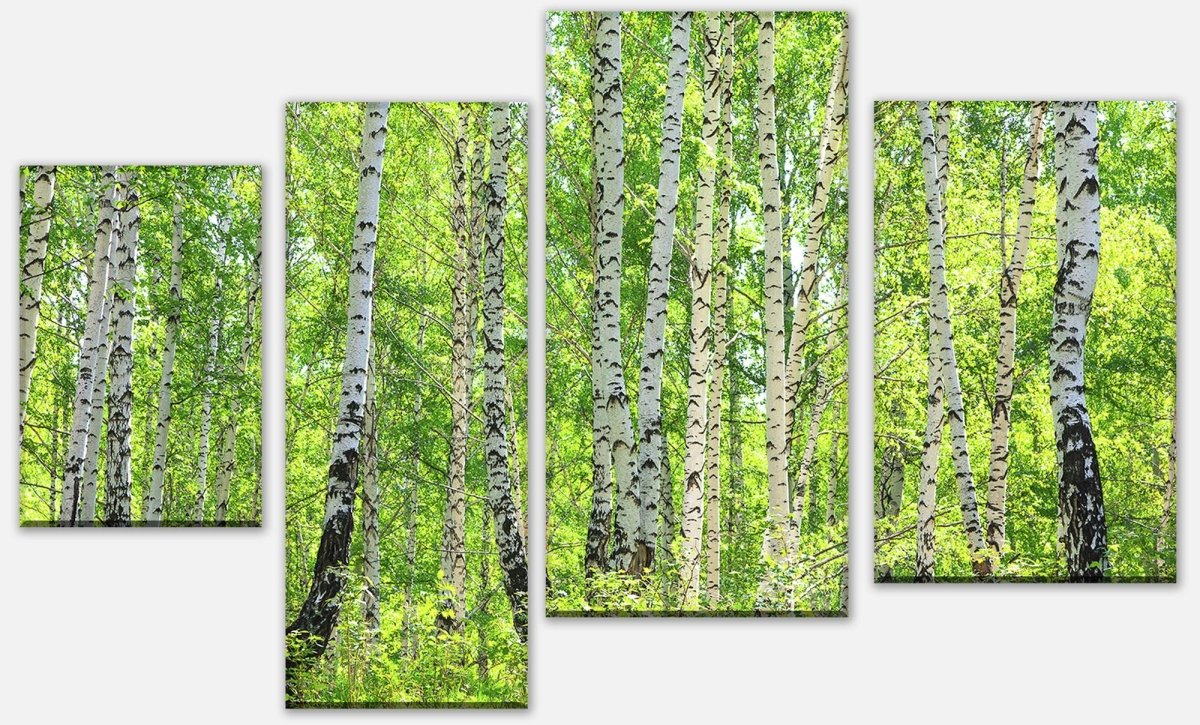 Leinwandbild Mehrteiler Birkenwald M0363 Leinwandbild Mehrteiler Birkenwald M0363