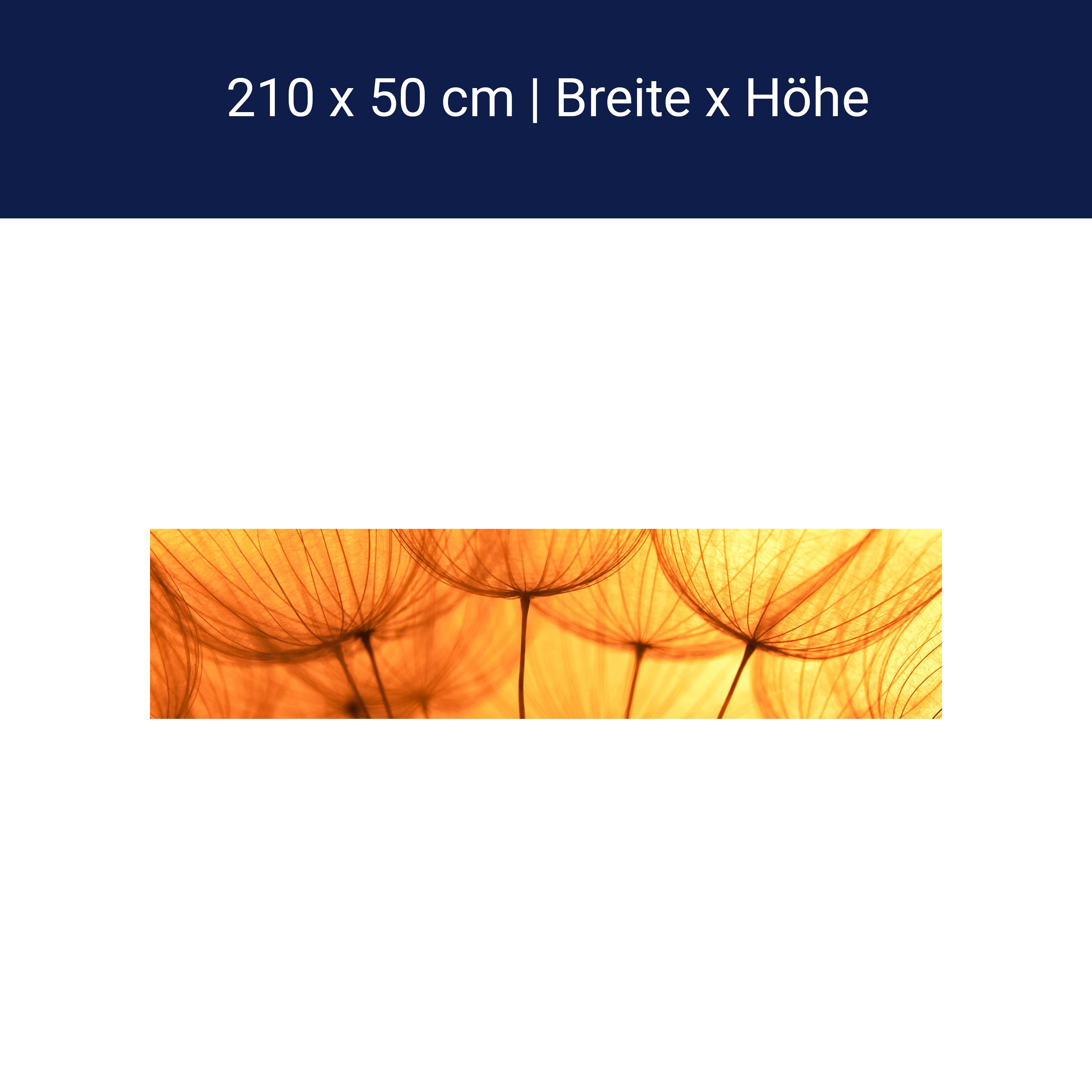 Küchenrückwand Pusteblume Orange M0390 Küchenrückwand Pusteblume Orange M0390
