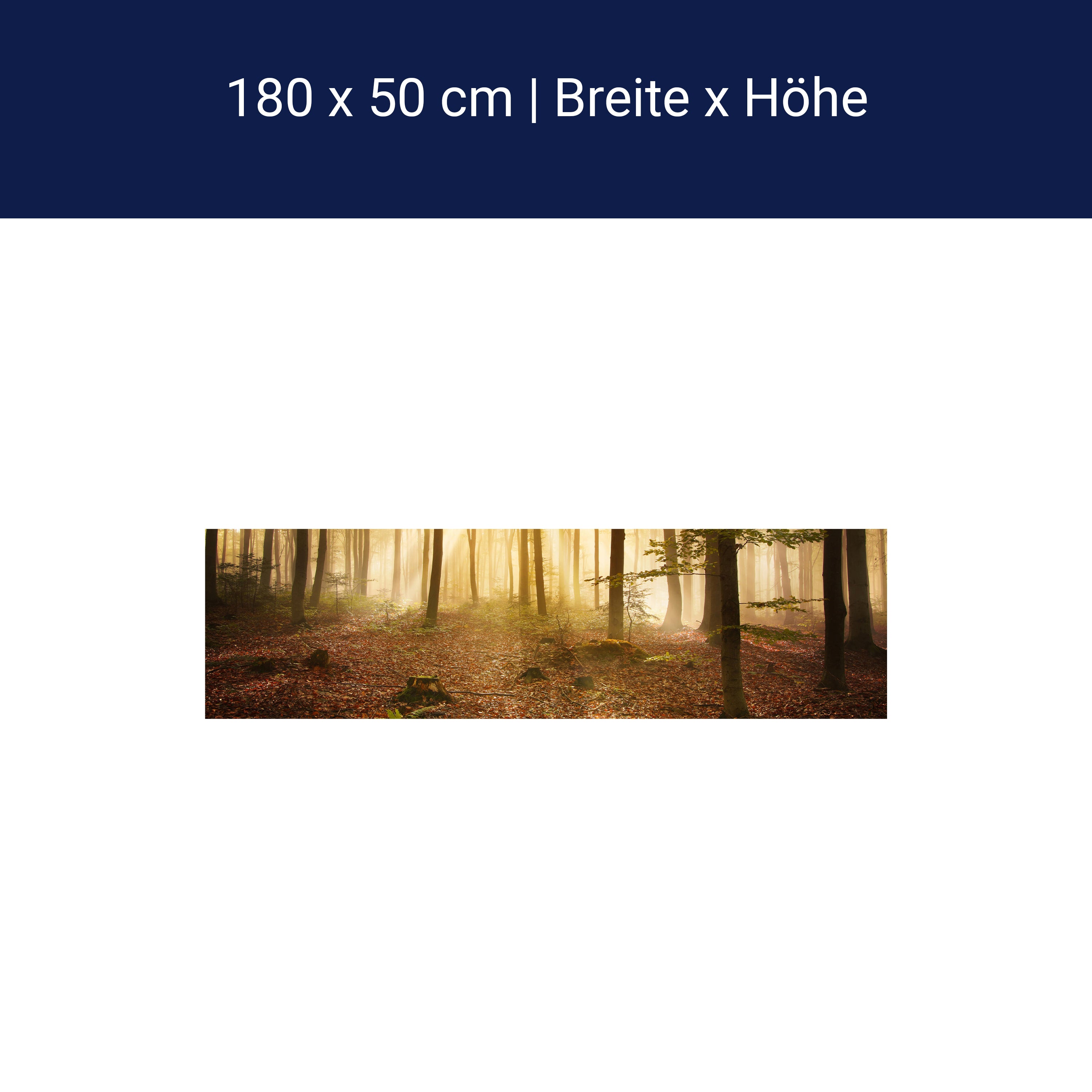 Küchenrückwand Wald am Morgen M0391 Küchenrückwand Wald am Morgen M0391