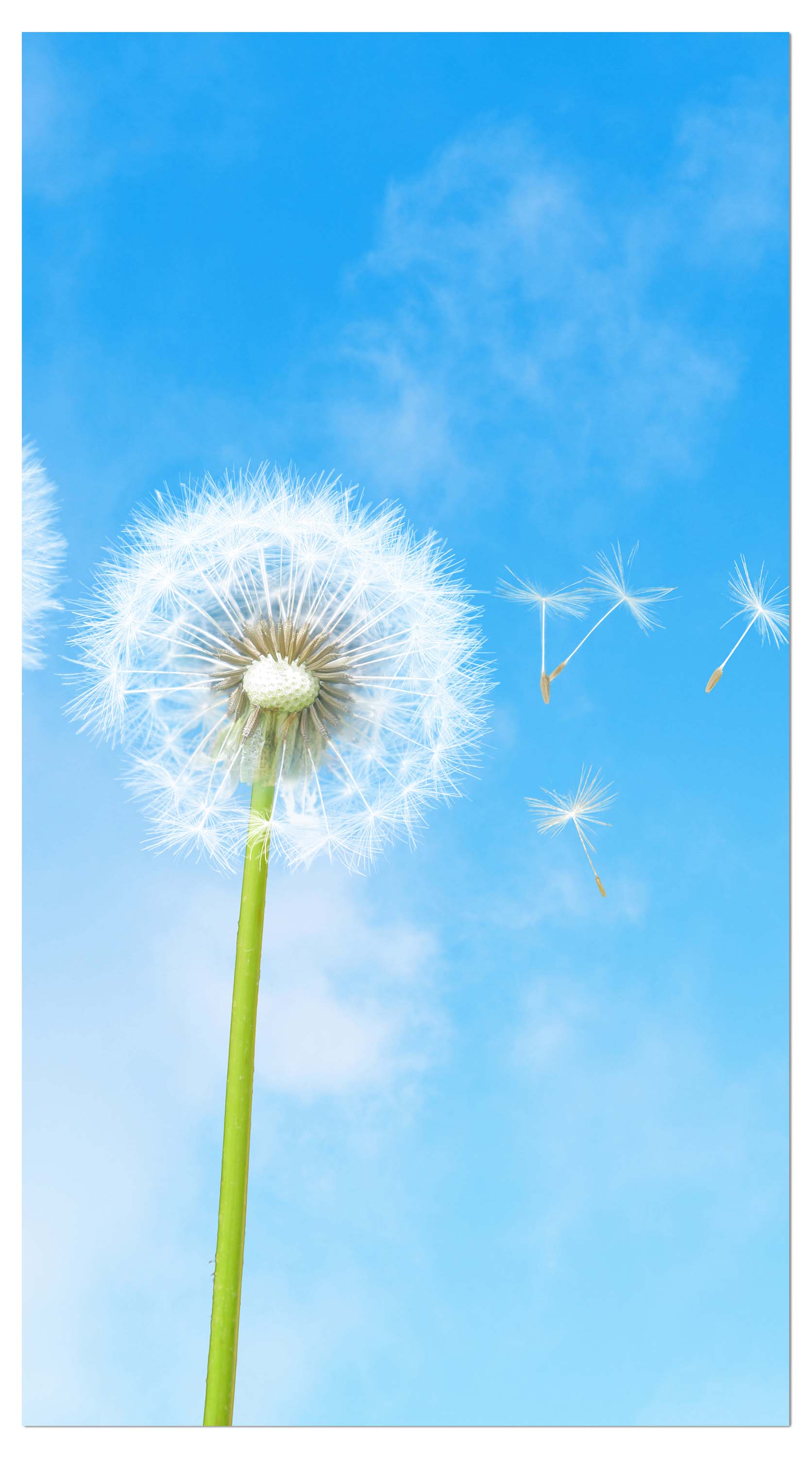 Garderobe Pusteblumen M0416 entdecken - Bild 4 Garderobe Pusteblumen M0416 entdecken - Bild 4