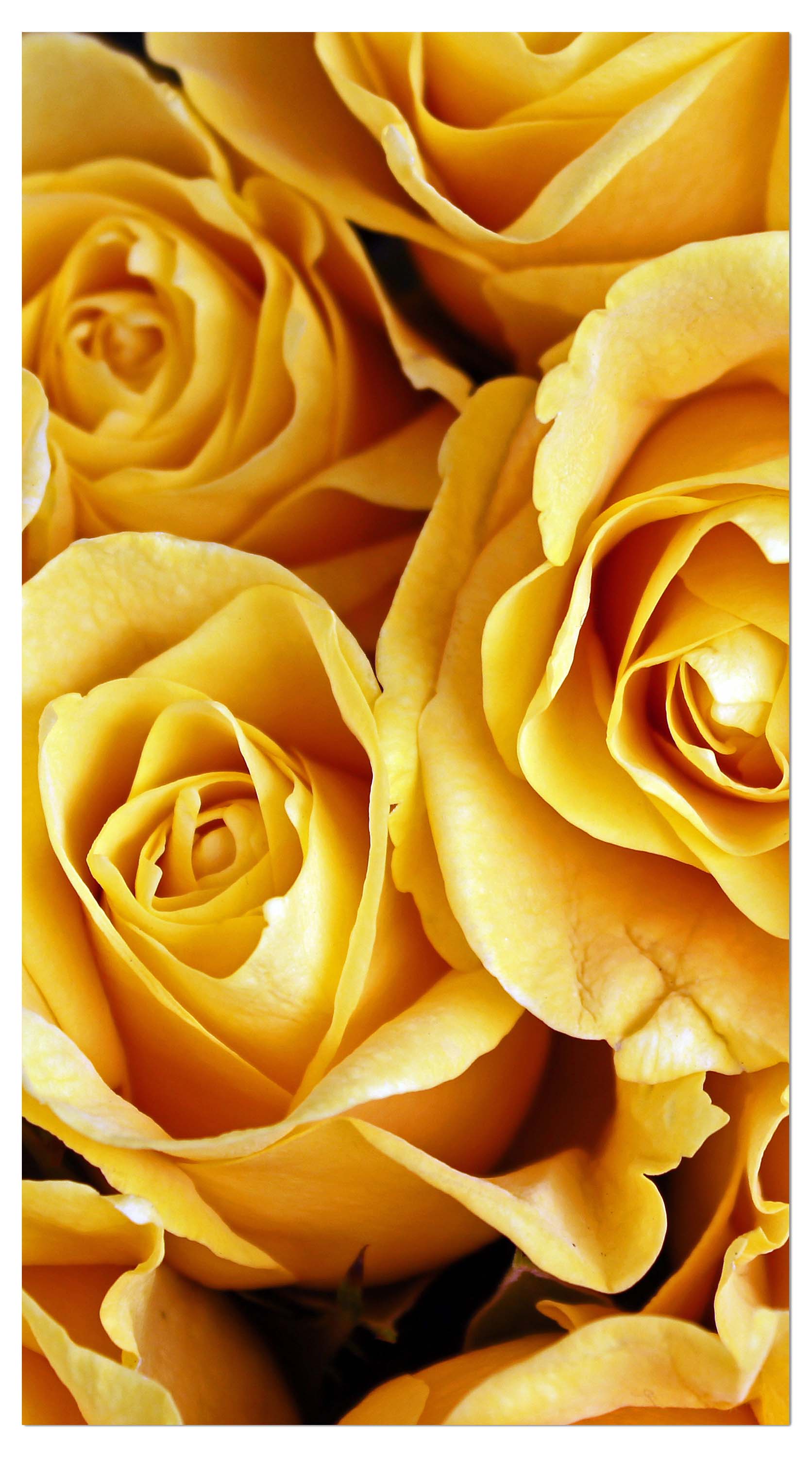 Garderobe Gelbe Rosen M0462 entdecken - Bild 4 Garderobe Gelbe Rosen M0462 entdecken - Bild 4