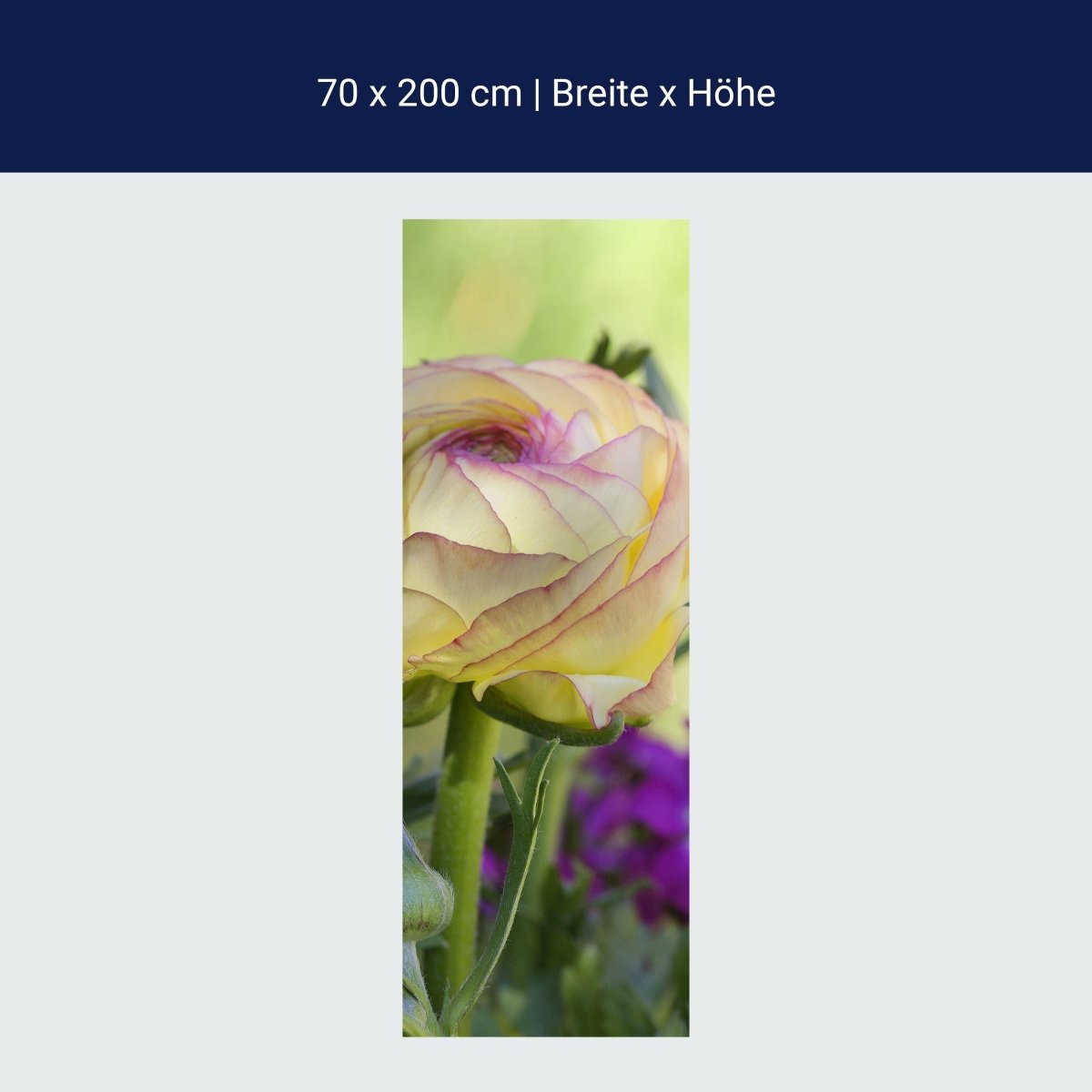 Duschwand Ranunkel M0492 Duschwand Ranunkel M0492