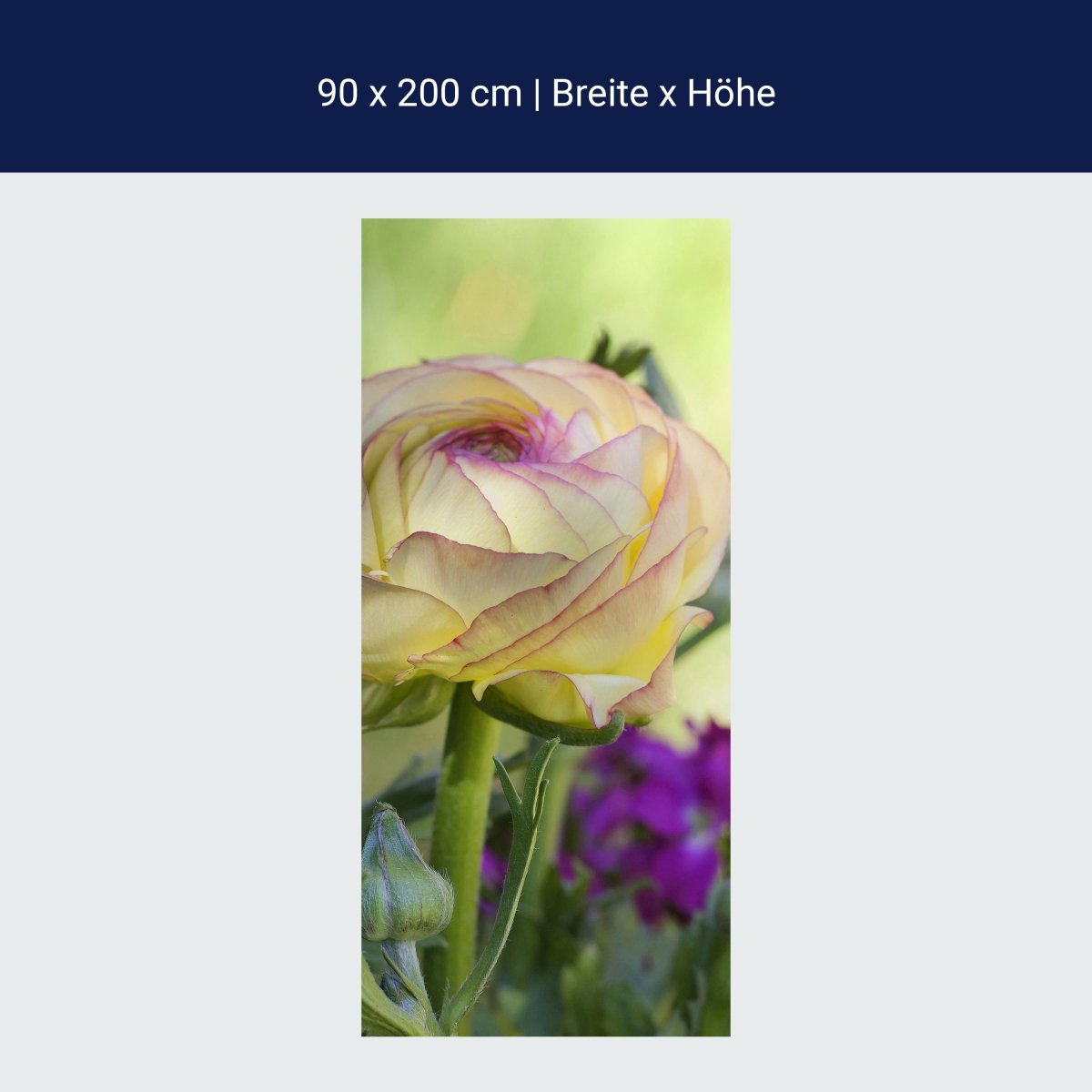 Duschwand Ranunkel M0492 Duschwand Ranunkel M0492