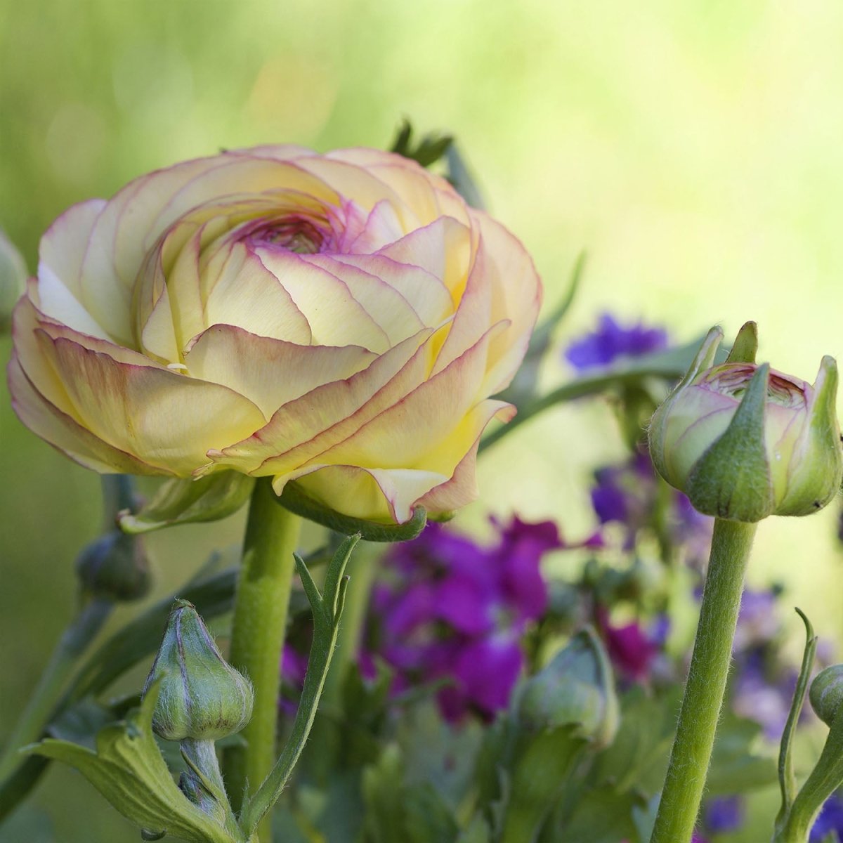 Beistelltisch Ranunkel M0492 entdecken - Bild 2 Beistelltisch Ranunkel M0492 entdecken - Bild 2