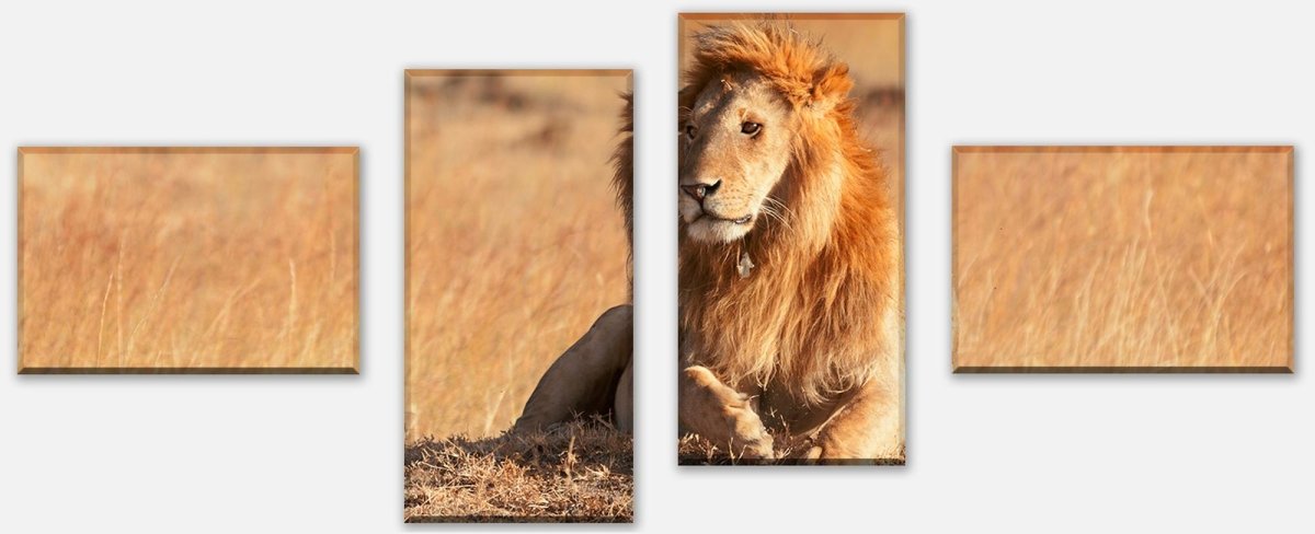 Leinwandbild Mehrteiler König der Savanne M0515 Leinwandbild Mehrteiler König der Savanne M0515