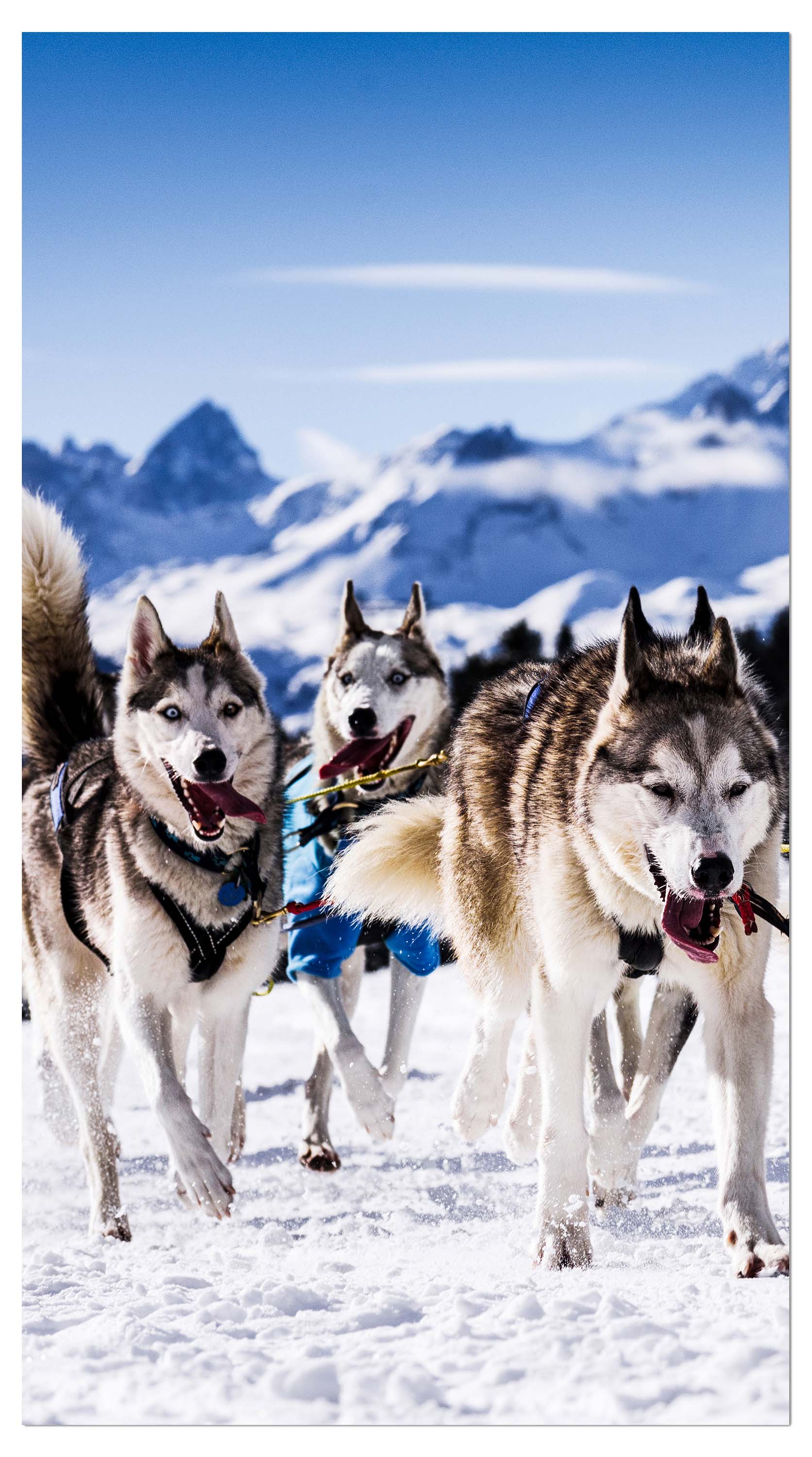 Garderobe Schlittenhunde in Speed Racing M0559 entdecken - Bild 4 Garderobe Schlittenhunde in Speed Racing M0559 entdecken - Bild 4